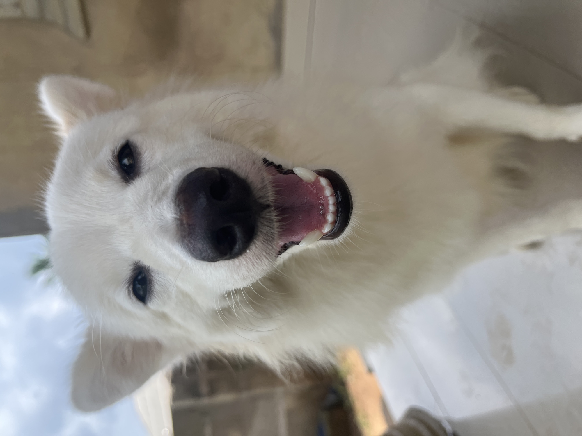 A close-up, angled portrait shows a white, medium-sized dog with a thick coat, possibly a Spitz breed, indoors. The dog faces the camera, head tilted to the side, with its mouth open, displaying its pink tongue and white teeth. The dog has black eyes and a large, black nose. The background is blurred and suggests an interior setting. The photograph gives no indication of the city of Ikot Ekpene, Nigeria.