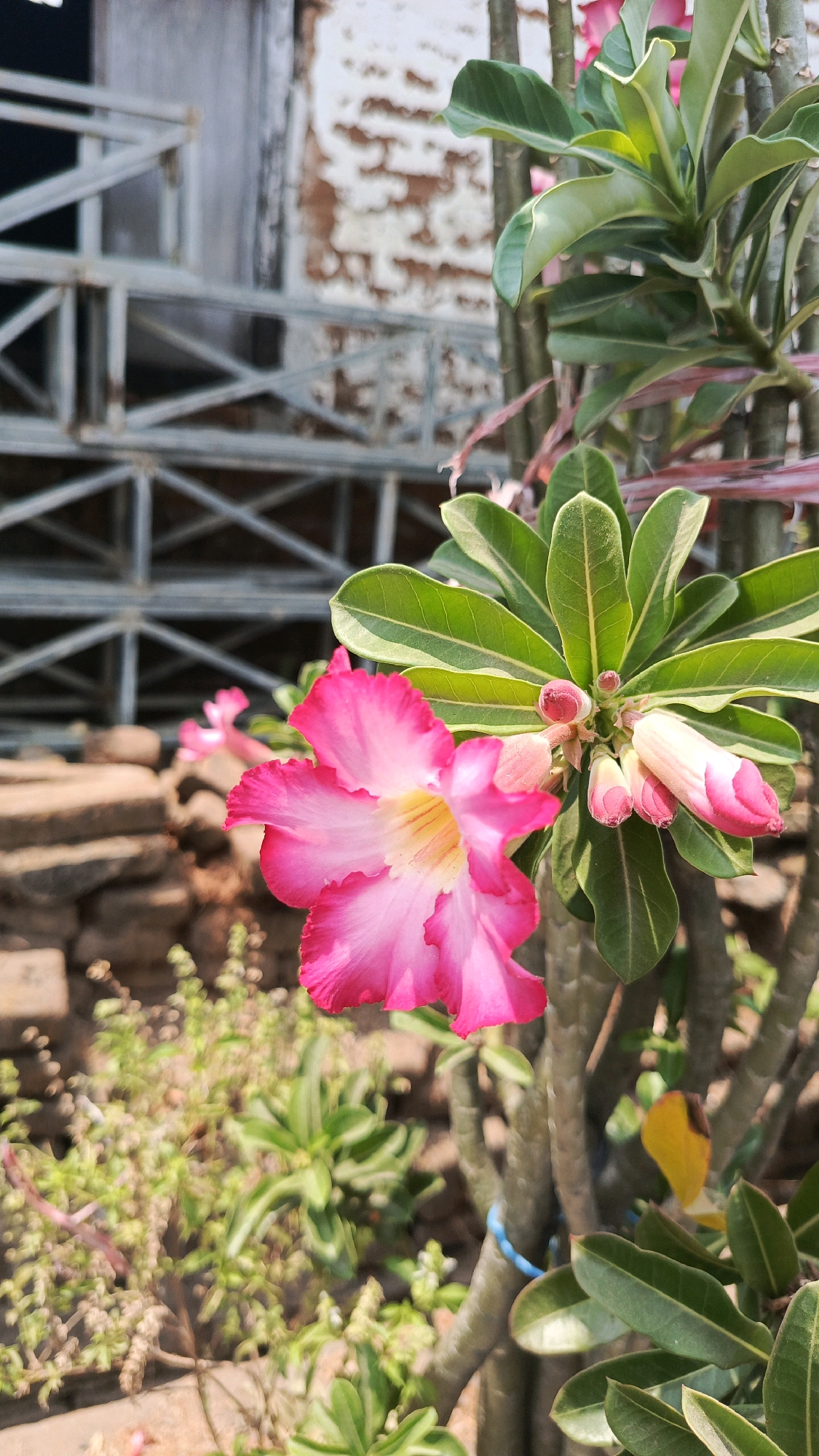 In Patihan Wetan, Indonesia, a close-up shot captures a vibrant pink desert rose flower in bloom. The flower's petals are a delicate gradient, transitioning from deep pink at the edges to a lighter shade towards the center, with subtle yellow accents. It is surrounded by lush green leaves and several pink buds, hinting at more blossoms to come. The background is softly blurred, revealing a rustic scene. A textured, pale brick wall with visible imperfections stands behind the plant. To the left, a weathered, grey metal structure with crisscrossing beams adds a contrasting geometric element. The ground is covered with reddish-brown soil and small stones, with a scattering of green foliage in the mid-ground. The overall impression is one of natural beauty set against an industrial or aged backdrop.