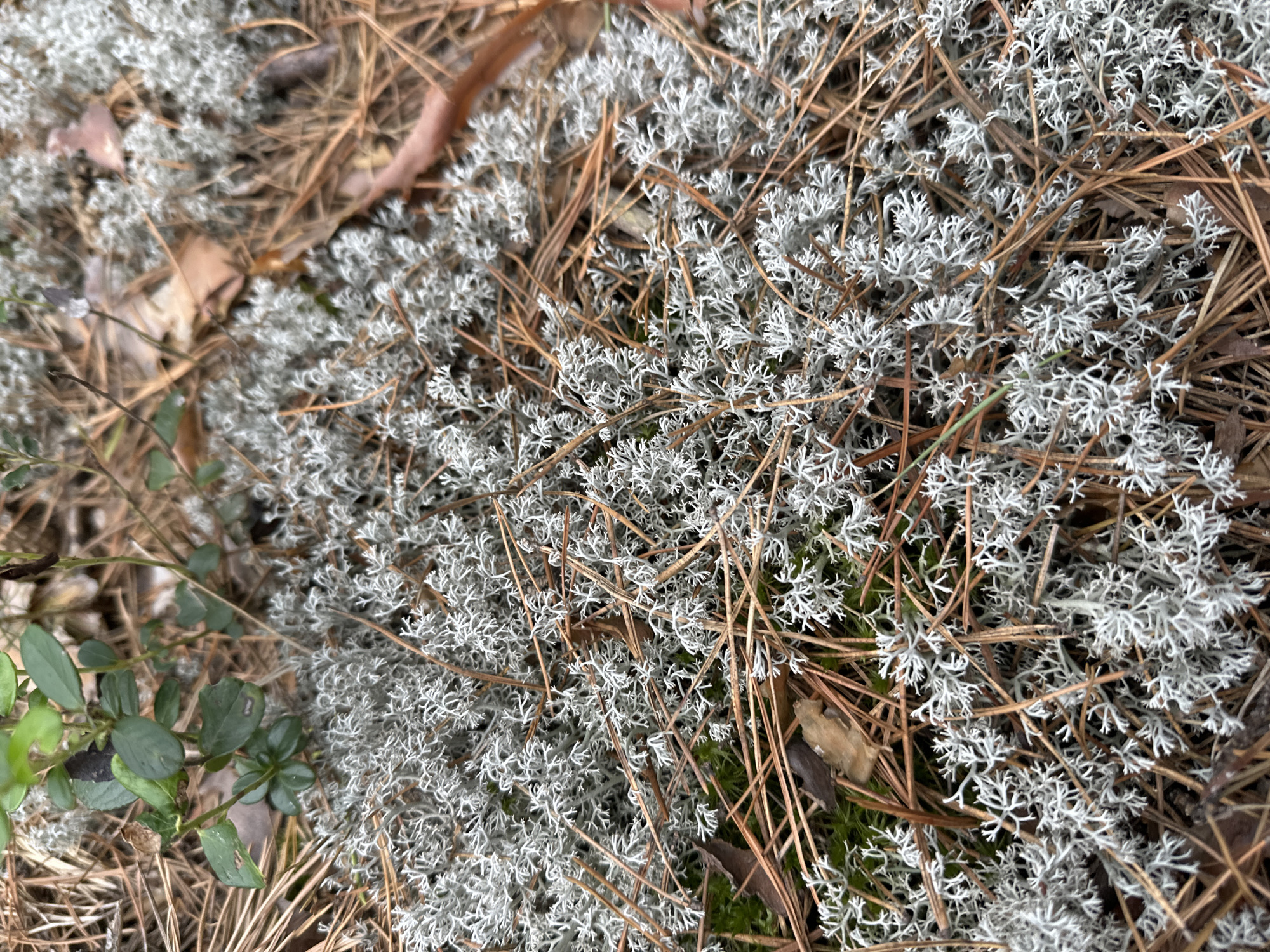 The image is a close-up, high-angle shot of the forest floor in Sokolovo, Russia. The ground is covered with a dense layer of pale gray reindeer moss, interspersed with dry pine needles and some green leaves of a low-lying plant, possibly lingonberry. A few dried brown leaves are also visible. The overall impression is of a natural, undisturbed woodland environment. There are no people or animals present in the image, and no specific actions or interactions are depicted. The lighting is natural and diffused, suggesting an overcast day or shade.