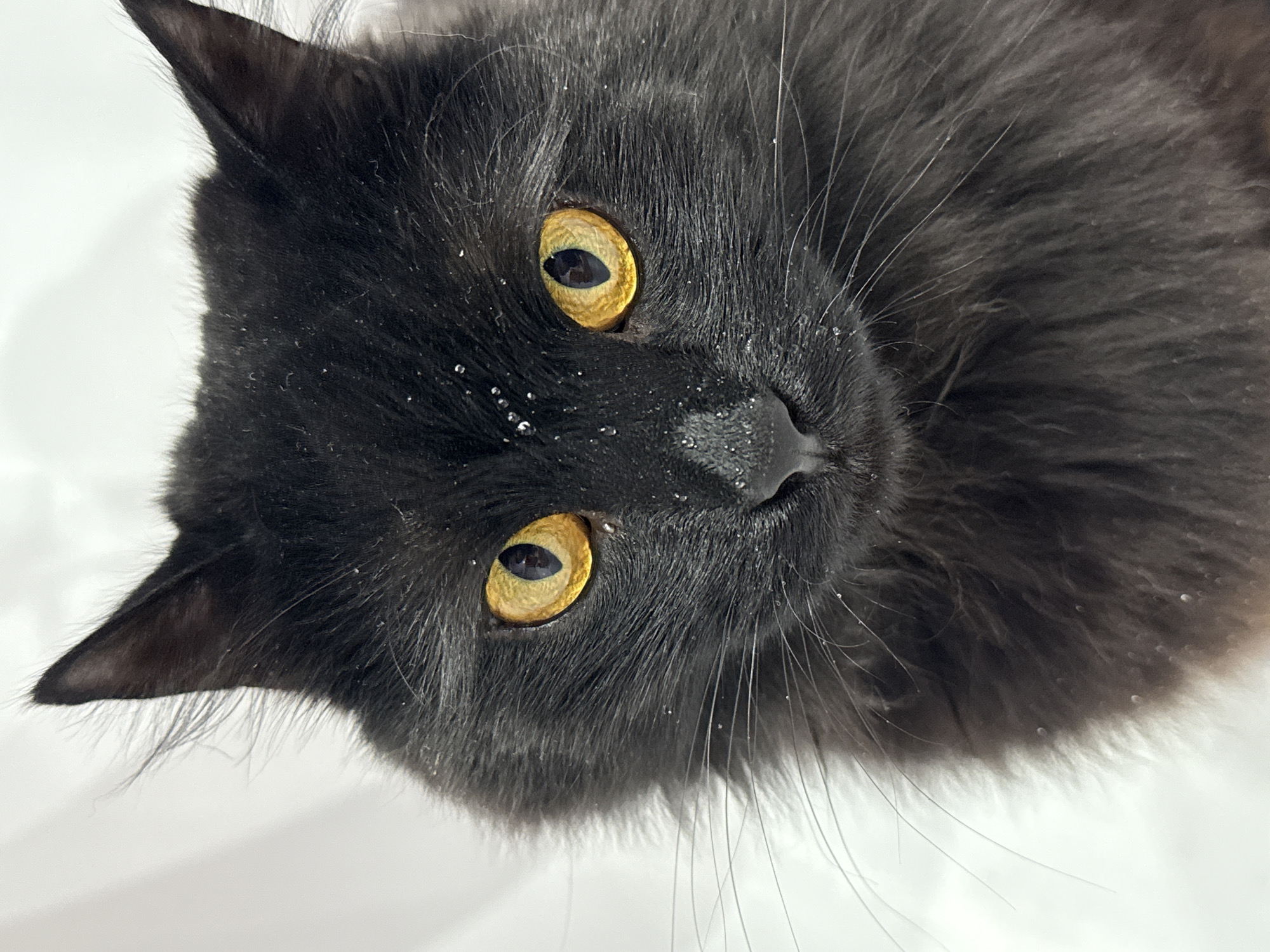 A close-up, slightly rotated view shows a dark gray, long-haired cat with prominent yellow eyes. The cat's nose is visible at the center of the frame, and there appear to be small white specks on its fur, possibly dust or dandruff. The background is a blurred, bright white surface. The location in Chaikovsky, Russia, is not discernible from this image.