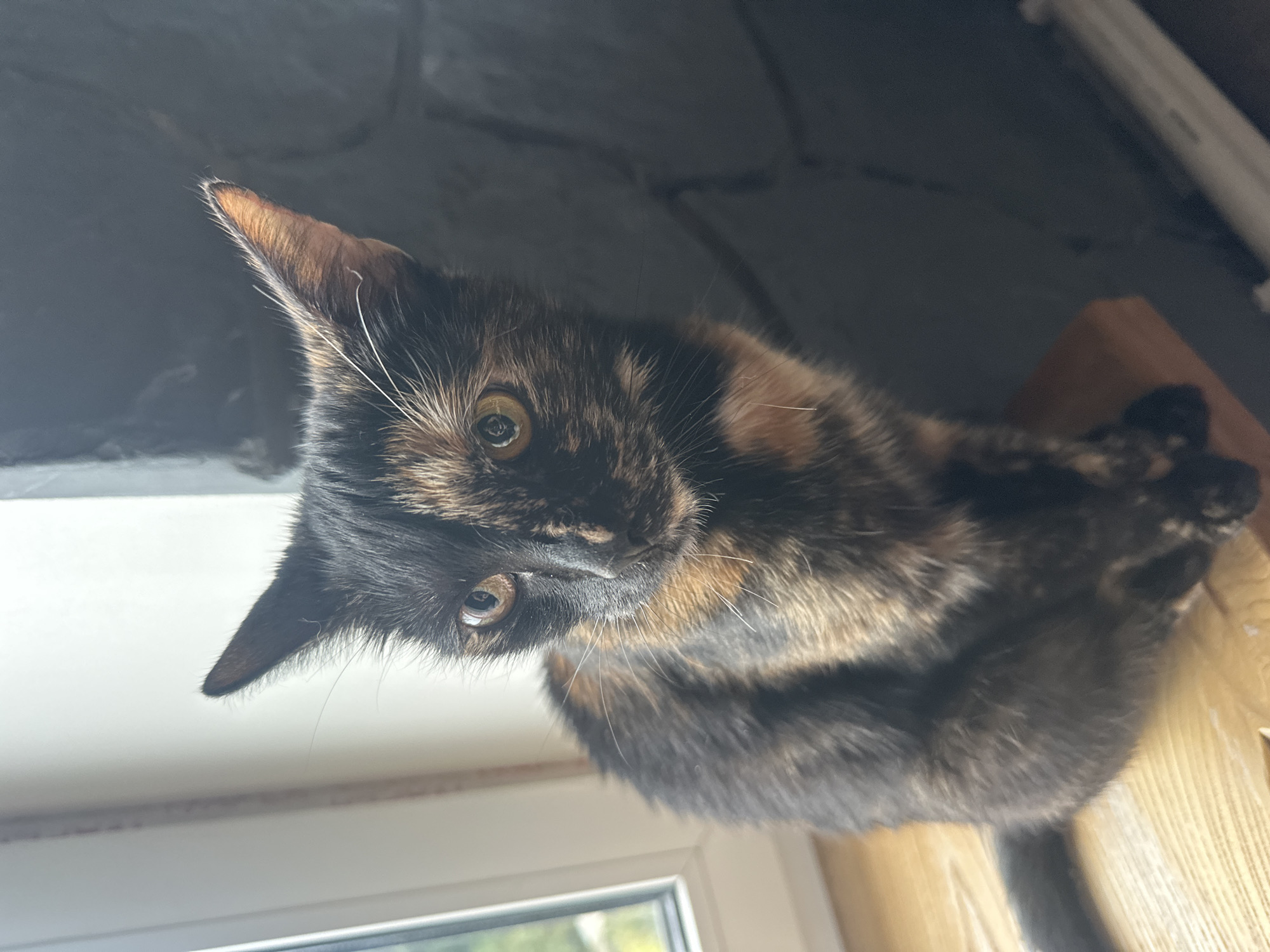 A tortoiseshell cat is sitting on a wooden surface in front of a window. The cat has black, brown, and orange fur. Its eyes are light brown. The background is a dark gray wall. The scene is indoors. The location is not specified in the image.