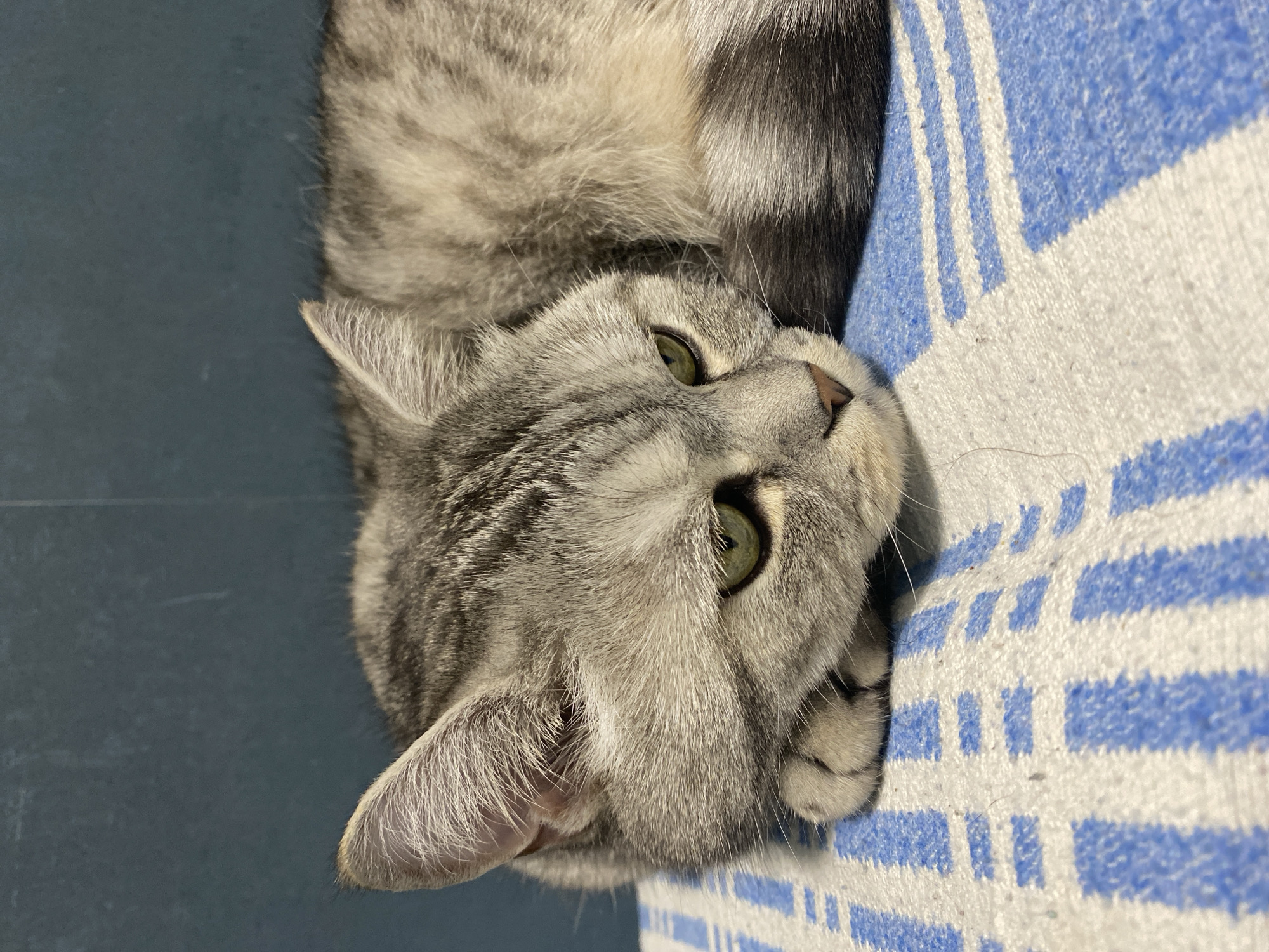 A gray tabby cat rests on a blue and white striped blanket or cushion. The cat is positioned with its head close to the blanket's edge, facing upwards. The cat's right ear is prominently visible, as well as its green eyes. The blanket or cushion is lying on a darker blue surface. The location is not discernible from the image.
