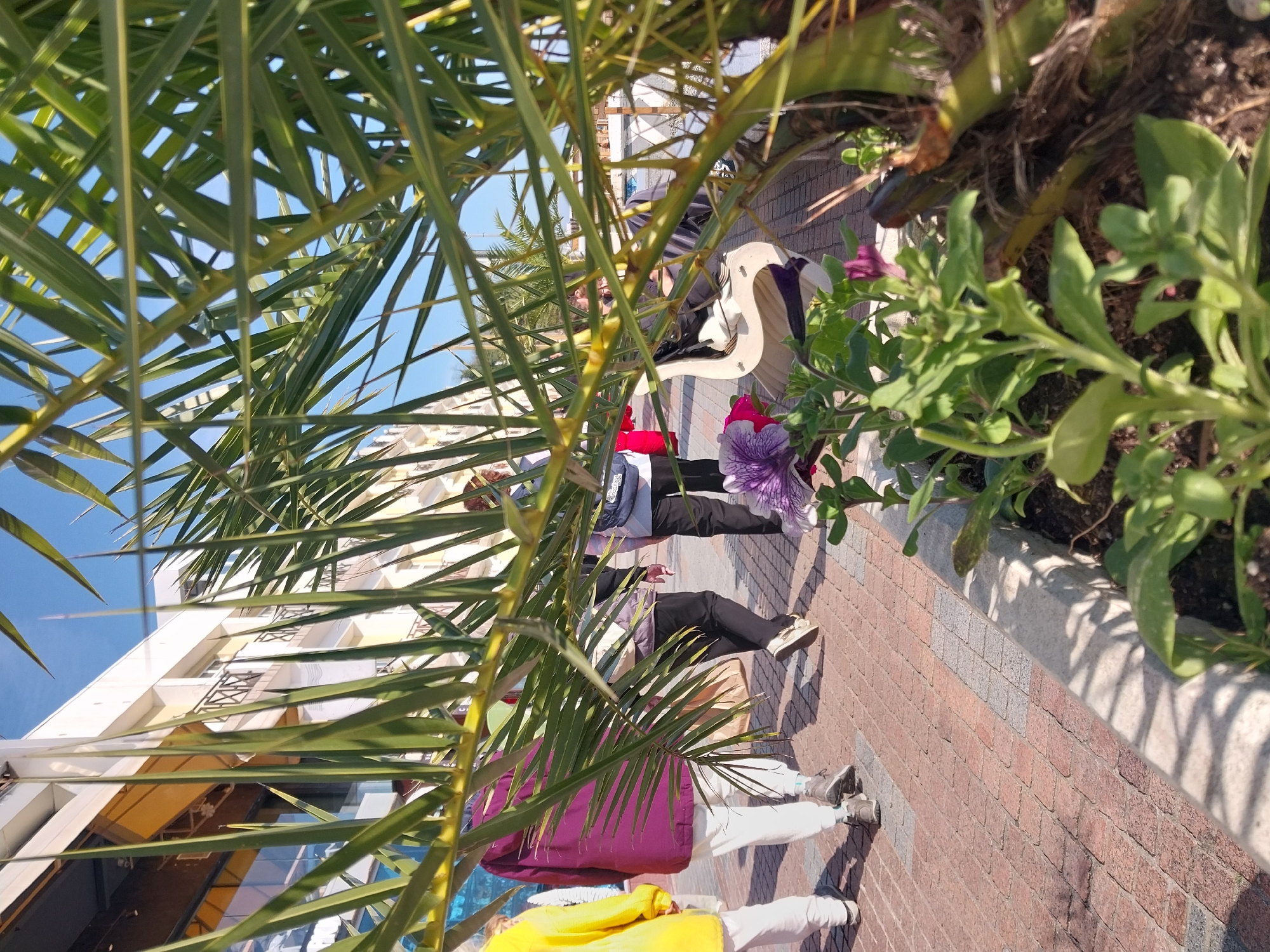 This image depicts a vibrant outdoor scene, likely a pedestrian area or promenade in a sunny location such as Sochi, Russia. The perspective is taken from slightly below eye level, looking upwards through dense, verdant palm tree fronds that dominate the foreground, creating a natural frame.
In the mid-ground, a textured brick-paved pathway extends into the distance, where several individuals are seen walking. From left to right, one person wears a bright yellow top and white pants, followed by another in a distinctive purple or burgundy top and white pants. Further along the path, the lower bodies of two more people are visible; one in black pants and a dark striped top carrying a backpack, and another in black pants and a grey top. Their casual attire and walking postures suggest a leisurely stroll. Adjacent to the pathway, a small flower bed adds a touch of color with bright green foliage and delicate purple petunia-like blossoms. A decorative white, swan-shaped object or planter is also visible amidst the greenery.
The background features multi-story buildings with light-colored facades and balconies, typical of an urban or resort setting. A clear, bright blue sky is visible above the buildings. The strong sunlight casts distinct shadows across the pathway and parts of the buildings, indicating a clear, sunny day, likely mid-morning or afternoon. There is no discernible text visible in the image. The overall impression is one of warmth, relaxation, and pleasant outdoor activity.