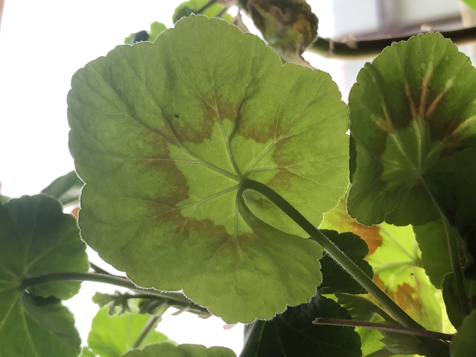 The image shows a close-up view of the underside of a green, lobed leaf, likely from a geranium plant, with visible brown discoloration. The leaf is illuminated from behind, highlighting its veins and serrated edges. Several other leaves and stems are also visible, some in focus and others blurred. One of the brown-discolored leaves appears to be drying out. The background is a bright, blown-out white, suggesting the image was taken in natural daylight, possibly near a window or outdoors. There are no people or signs of urban environment visible in the frame. The photo was taken on November 19, 2023, at 10:45 AM. The metadata indicates the image was taken in Пионерский, Russia.