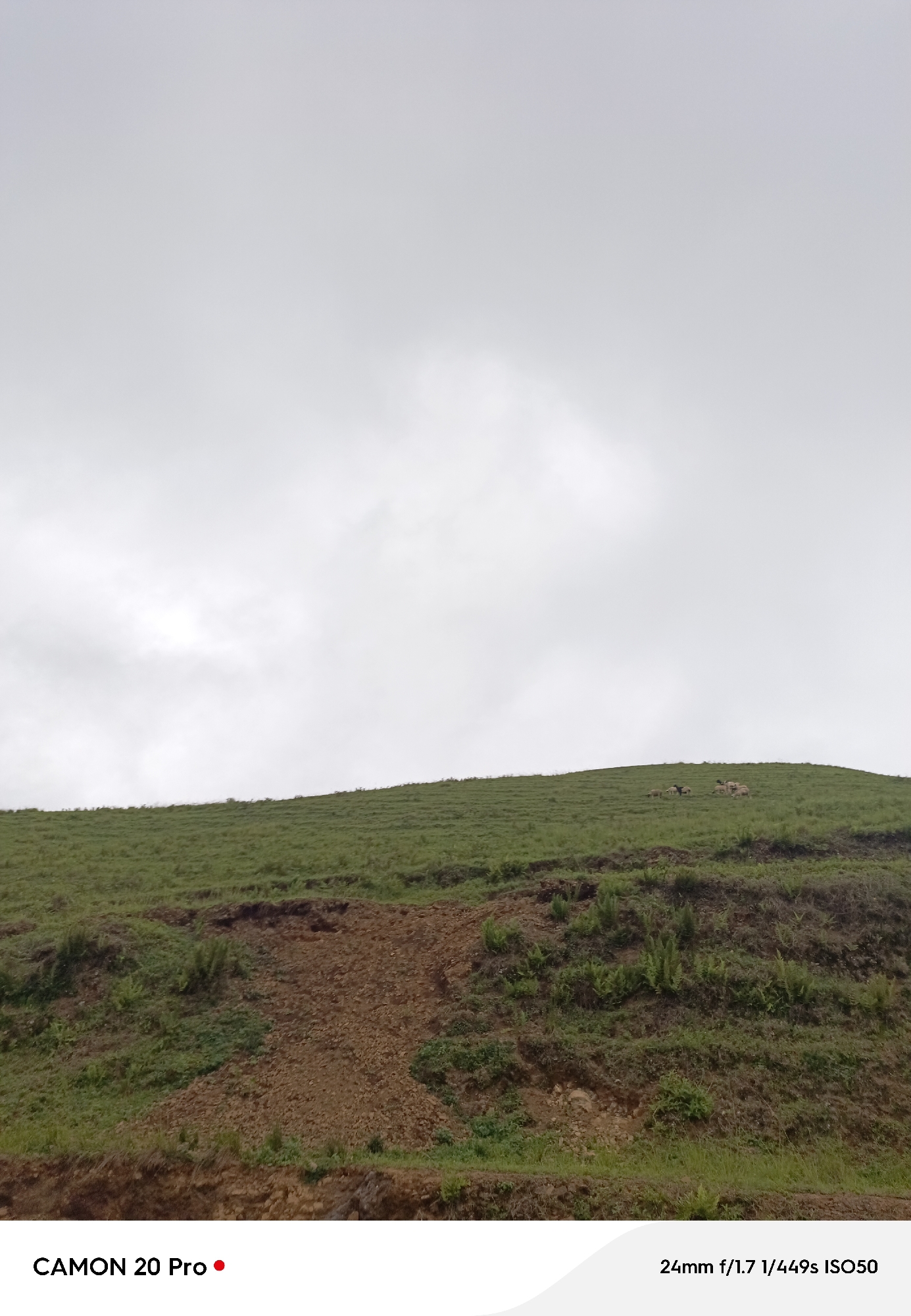 In the city of Nguroje, Nigeria, an outdoor, daytime photograph captures a pastoral scene. The upper two-thirds of the frame are dominated by a pale, overcast sky. The lower third features a grassy hillside, a dirt path, and scattered vegetation. Several sheep are visible grazing on the upper slope of the hill. The foreground is partially obscured by a white overlay with text indicating "CAMON 20 Pro" and "24mm f/1.7 1/449s ISO50". The image is horizontally oriented.