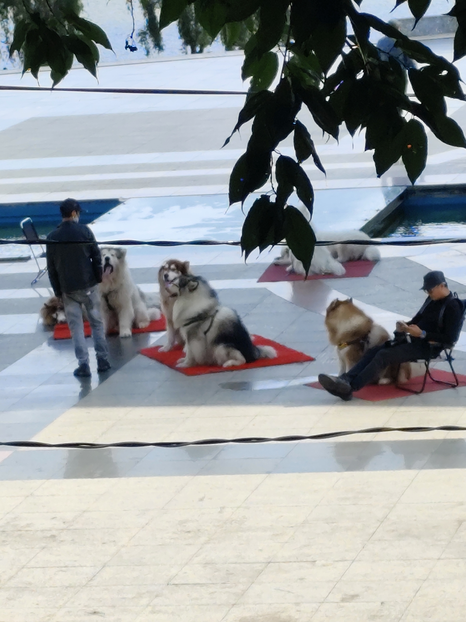 The image depicts an outdoor scene with several large dogs and two people. In the foreground, a man in a dark jacket and light pants stands facing away from the camera, looking towards three large dogs positioned on red mats. Two of the dogs, appearing to be Alaskan Malamutes or similar breeds, are sitting, while a third, lighter-colored dog is lying down behind them. To the right, a second man is seated in a folding chair on a red mat, looking down at a smartphone. He is wearing dark clothing and a cap. Behind the seated man and the dogs, a body of water, possibly a pond or pool, is visible, bordered by white tiered structures. The ground appears to be tiled. Lush green foliage hangs from the top of the frame, suggesting a park or garden setting. The scene is likely located in Da Lat, Vietnam, a city known for its cool climate and abundant natural beauty, often featuring public spaces with water features and landscaping.