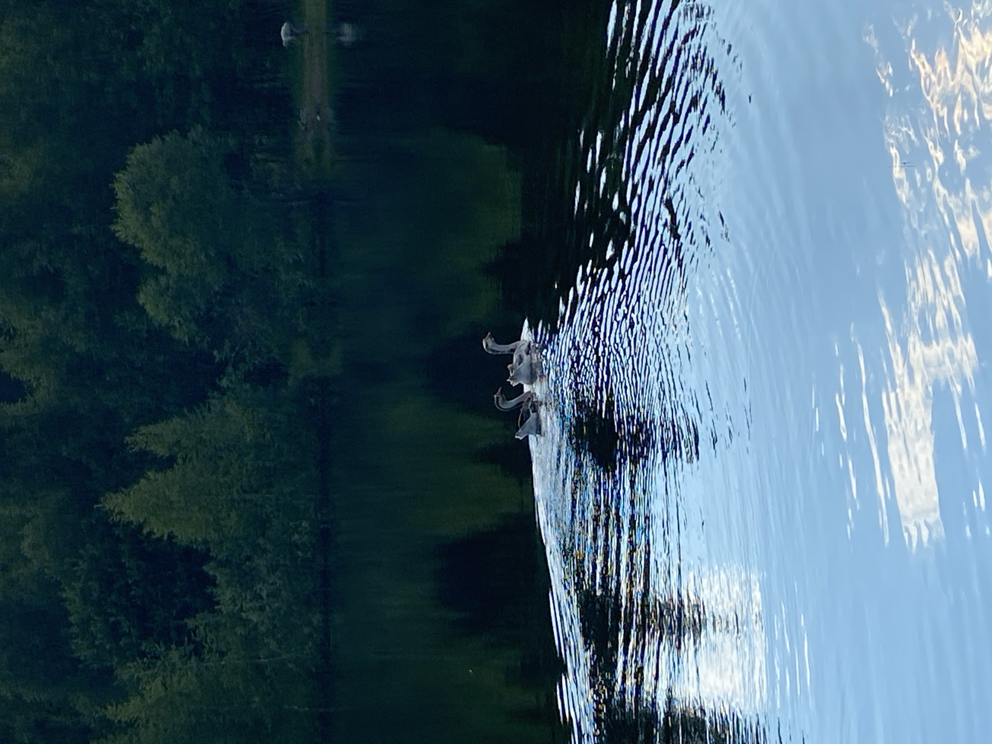 This media file depicts a tranquil natural scene, likely in Novyi Ural, Russia. The primary subjects are a group of swans swimming in a body of water, possibly a lake or a calm river. Their elegant forms are partially submerged, and they are in motion, suggesting they are either gliding or actively swimming.
The setting is characterized by a dense forest bordering the water. The trees, predominantly evergreens, are a dark, rich green, creating a striking contrast with the shimmering water. The water itself is a dominant element, reflecting the sky and the surrounding trees. The surface is disturbed by ripples, indicating a gentle breeze or the movement of the swans. The light suggests it is either early morning or late evening, as the light is soft and diffuse, and shadows are elongated. The sky is partially visible in the reflection, showing patches of blue and lighter areas that could be clouds, hinting at fair weather.
There are no visible people or man-made objects in the immediate vicinity of the swans. However, a faint, blurry structure is visible in the top portion of the image, partially obscured by trees, which could be a distant building or a landmark. The overall mood of the scene is peaceful and serene, emphasizing the natural beauty of the location. The image captures a moment of quiet communion between wildlife and their pristine environment.