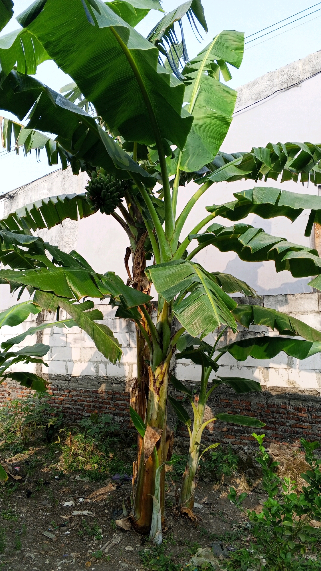A banana tree with a bunch of young green bananas is shown in the foreground, its large leaves filling much of the frame. Behind the tree is a textured white wall constructed of cinder blocks. Below the wall, a lower section of red brick is visible. The ground is covered with dry dirt, pebbles, and some scattered litter. The scene appears to be an outdoor area, possibly a backyard or undeveloped lot, in Semarang, Indonesia, given the architectural style of the wall and the presence of tropical vegetation. The lighting suggests it is daytime, with sunlight casting shadows.