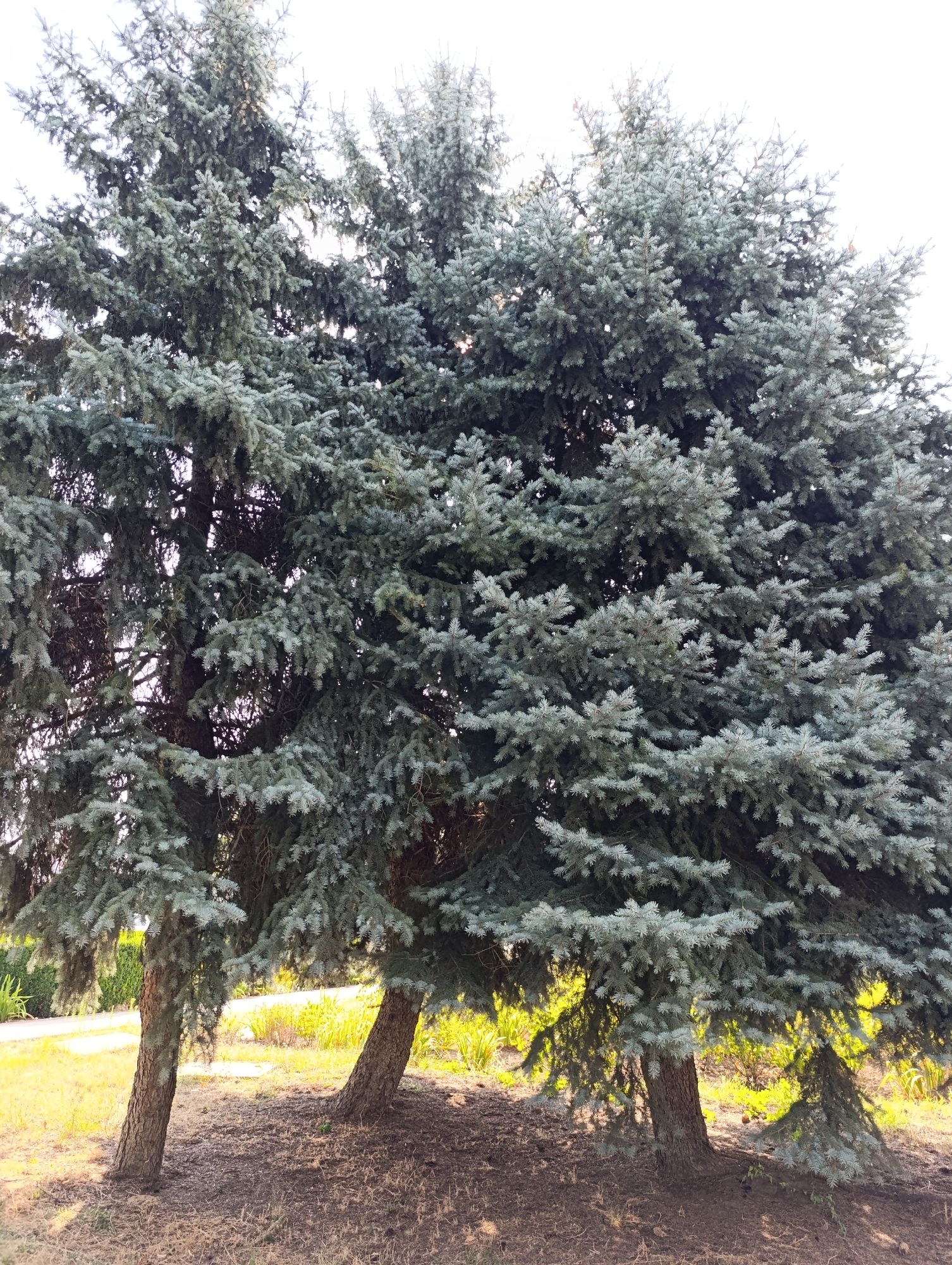 Three large, mature blue spruce trees dominate the foreground of the image, their dense, silvery-green foliage creating a heavy canopy. The trunks of these trees are thick and gnarled, with rough bark. They are positioned closely together, with their branches intermingling. Sunlight filters through the branches, casting dappled shadows on the dry, mulchy ground beneath. In the background, a paved pathway or road is visible, bordered by yellowed grass and some low-lying vegetation. Beyond that, a hedge or dense line of greenery forms a boundary. The sky is bright and overcast, suggesting a daytime scene in a park or residential area within Dubăsari town council, Moldova. There are no people or animals visible in the image.