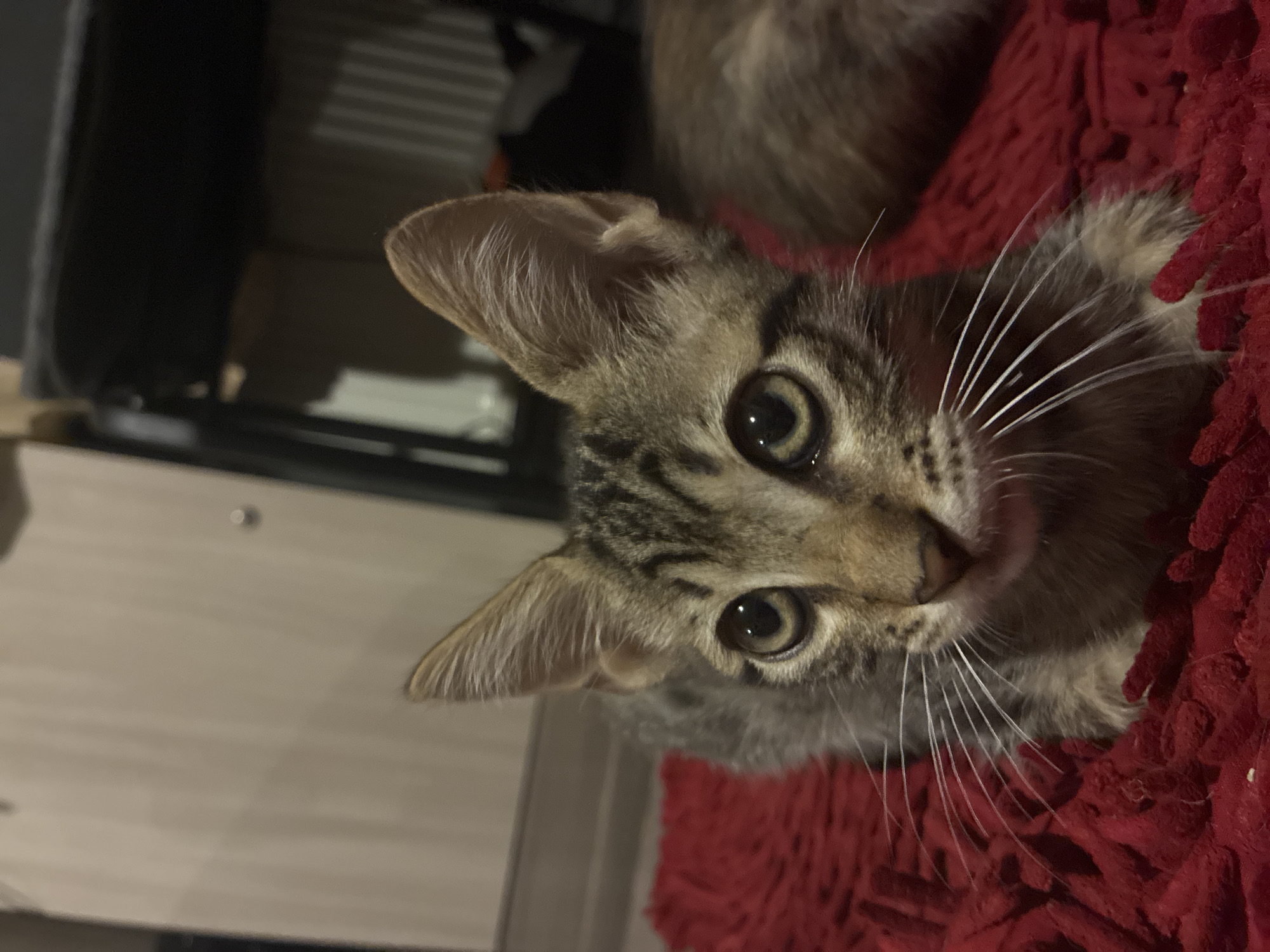 A kitten with tabby markings and large ears lies on a red shag rug. The kitten's eyes are open and focused on the camera. Its whiskers are long and white. In the background, a blurred figure of another animal, possibly another cat, is visible. The environment appears to be indoors, with a wooden wall or partition behind the kitten and a dark, indistinct object in the upper right corner. There is no indication of the city of Sevastopol, Ukraine, in the image.
