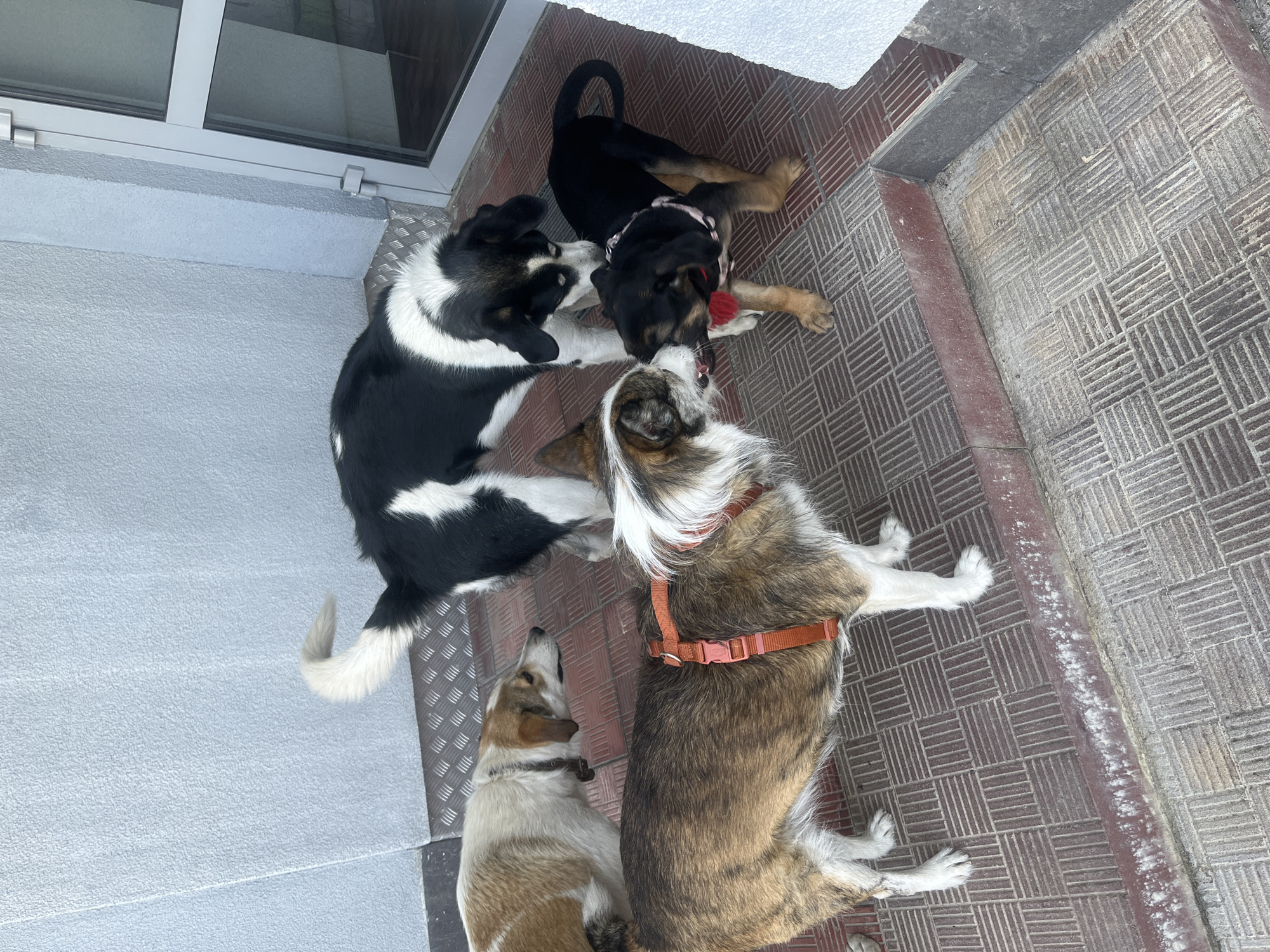 Four dogs are standing on a patterned tiled surface in front of a light blue textured wall. A metal ramp is visible behind two of the dogs. To the right, a glass door with a white frame and silver handles is partially visible. The dog on the far left is mostly brown and white, facing right. Next to it, a larger black and white dog stands facing left, with its tail raised. In the foreground, a brown and white dog with an orange harness is facing left and interacting with a black and tan puppy wearing a pink collar and a red object near its mouth. The puppy is facing right. The scene appears to be an outdoor entranceway or sheltered area, possibly in a residential or commercial setting in Hrodna, Belarus.