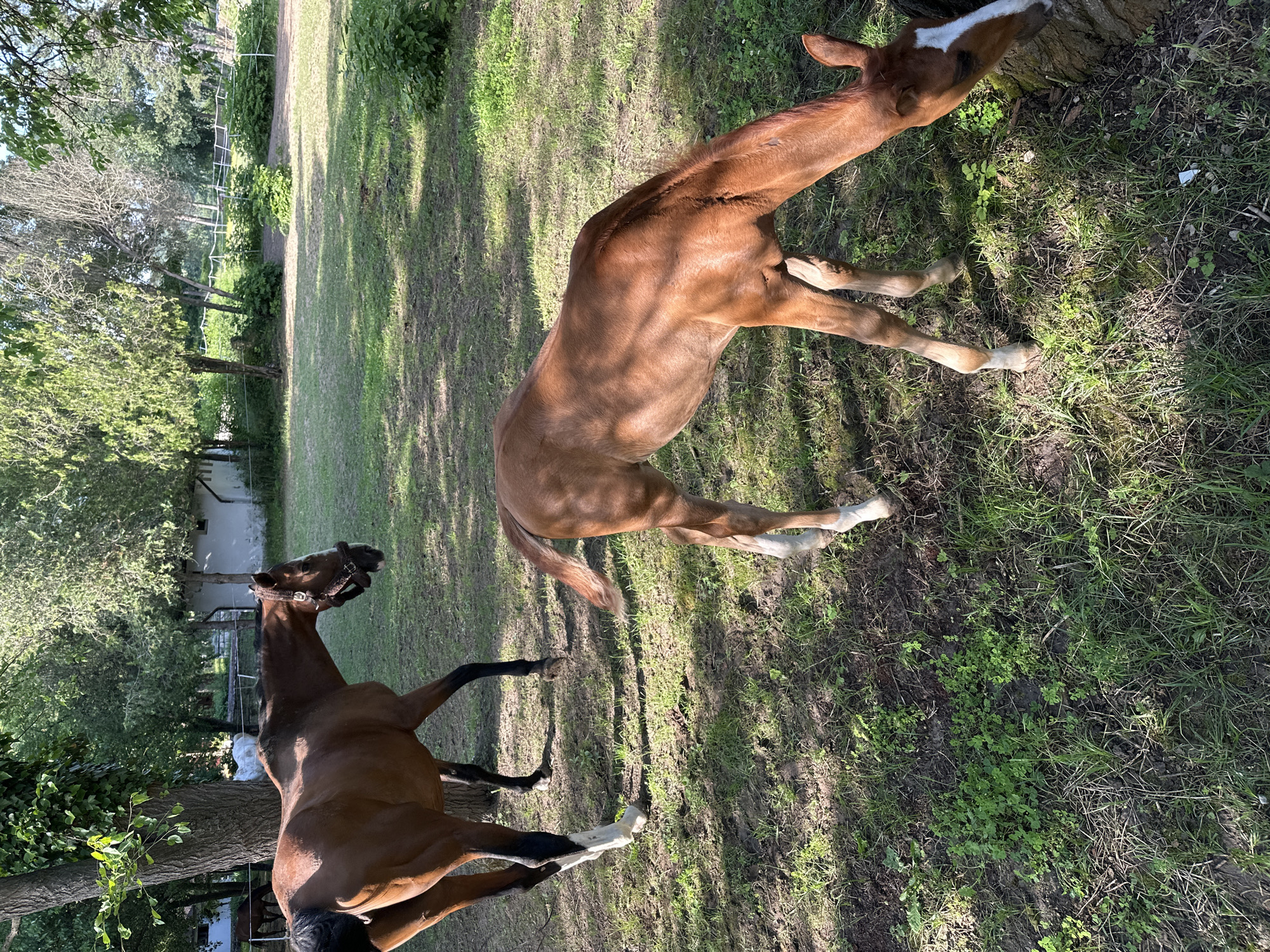 In a grassy, sun-dappled outdoor area, likely a horse farm or pasture, two horses are visible. In the foreground, a young, reddish-brown foal with white markings on its face and legs is grazing. To the left and slightly behind, an adult horse, also reddish-brown with black legs and white markings on its lower legs, stands facing away from the camera. The environment consists of green grass, some patches of dirt, and trees providing shade. In the background, a white structure, possibly a stable or building, is partially visible, along with fencing and more trees. The scene suggests a peaceful, natural setting.