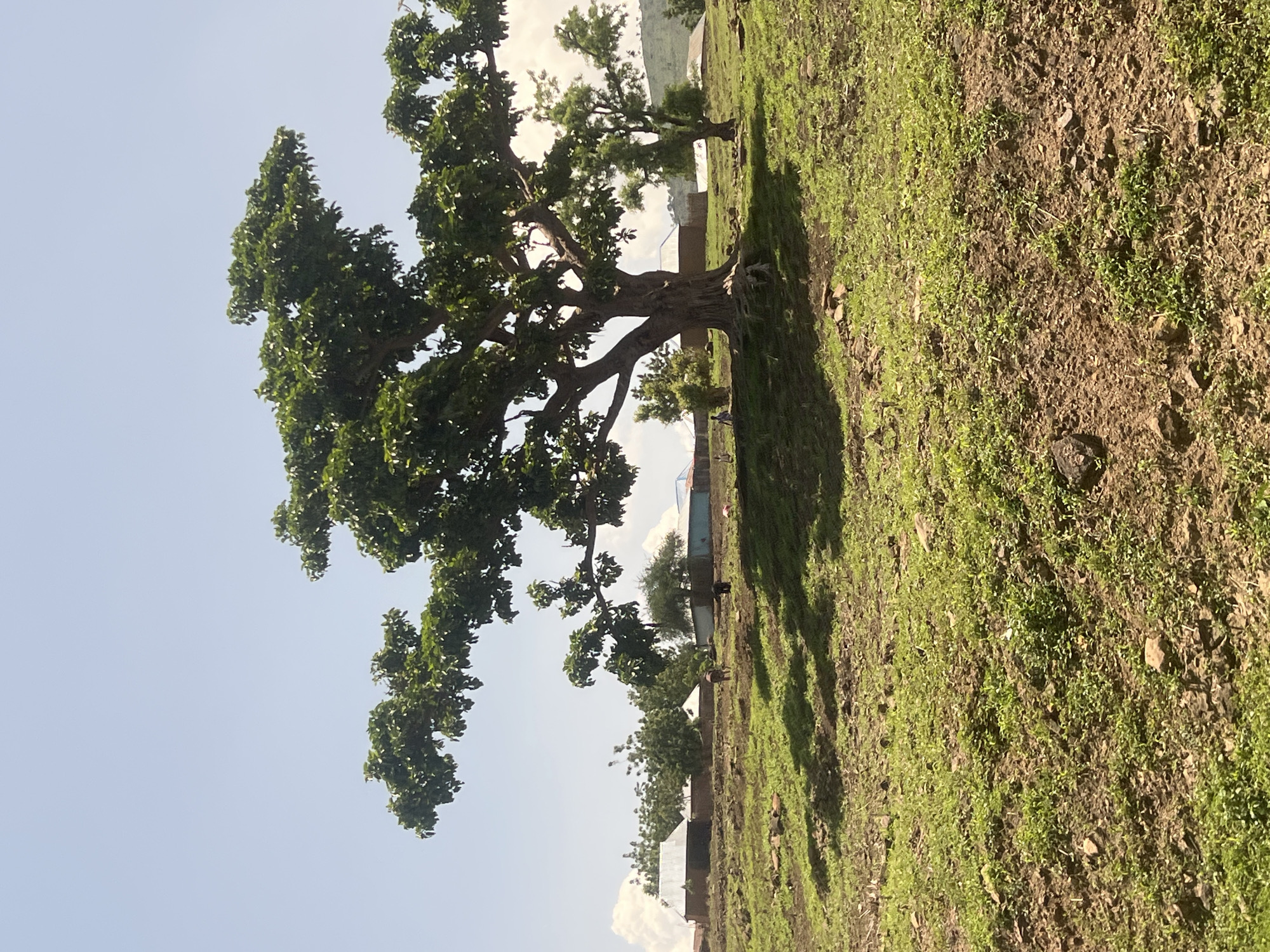 This image captures an outdoor scene in Balanga, Nigeria, under a bright, partly cloudy sky. The foreground consists of uneven, light brown soil mixed with sparse green herbaceous growth and scattered small rocks. Shadows from a large tree are cast onto the ground, particularly on the left.
A prominent, mature deciduous tree with a thick, gnarled trunk and widely spreading branches, covered in dense green foliage, dominates the central midground. Its root system is visible at the base. To the right of this tree, two smaller, more slender trees with less dense foliage are present.
Several human figures are indistinctly visible in the midground and background. One figure in light-colored clothing is partially discernible near the base of the large tree on the left. Another figure appears further to the left, closer to the background structures. A third figure is positioned to the right of the large tree. Specific actions are not clearly identifiable due to distance, but one figure appears to be in a lowered posture.
The background features a cluster of single-story buildings, likely residential, with various roof materials including grey corrugated metal and reddish-brown sheets. These structures are interspersed with and partially obscured by trees and dense green bushes. A faint elevated landform is visible on the far right horizon. The sky is light blue with scattered white cumulus clouds, notably on the left. Direct sunlight illuminates the scene, casting discernible shadows.
