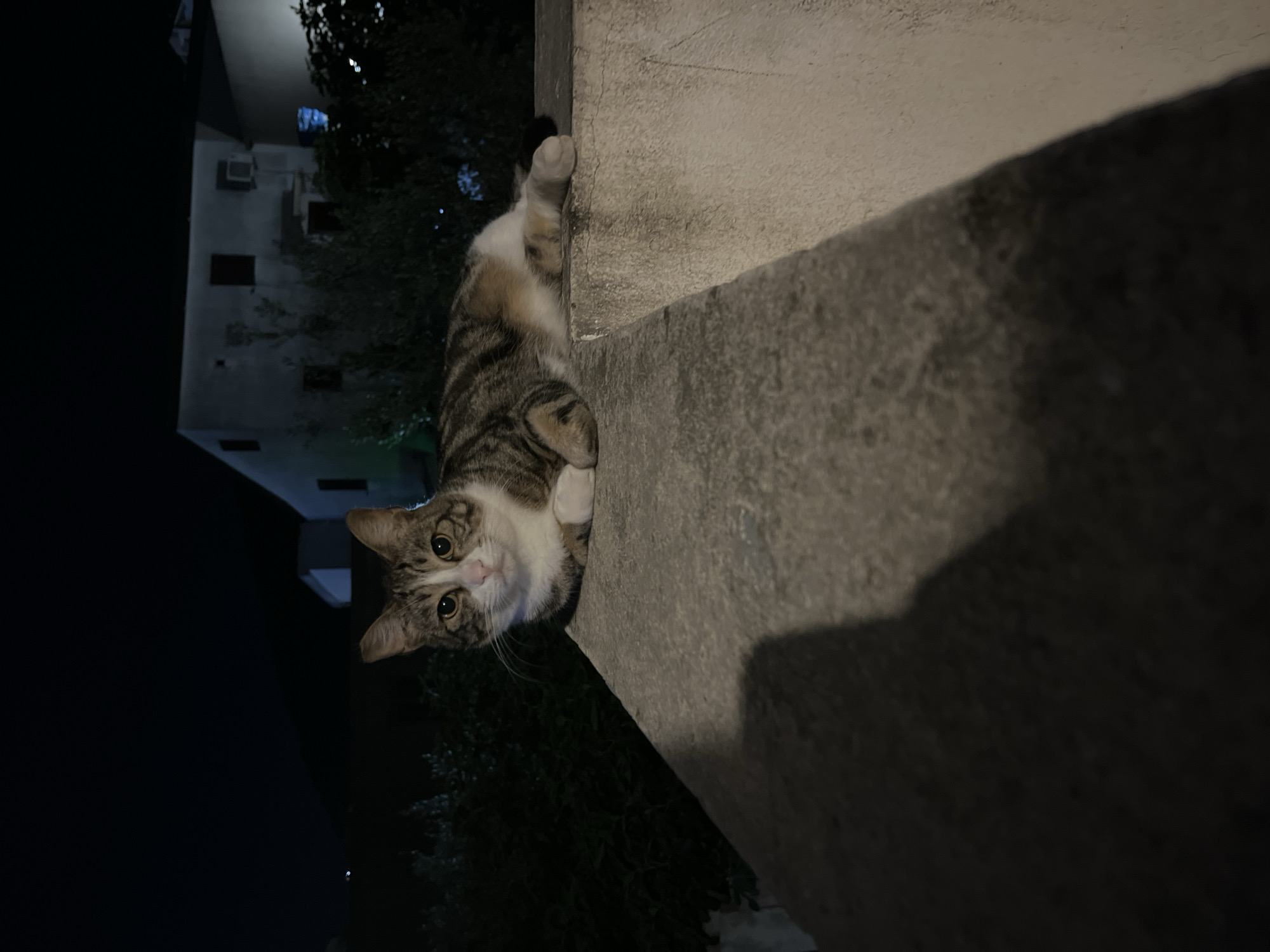 A cat with brown tabby markings is clinging to a concrete wall. The cat is upside down, with its front paws gripping the wall. The wall is grey and appears to be part of a building. The background shows a building and trees at night. The location is potentially in Budva, Montenegro.