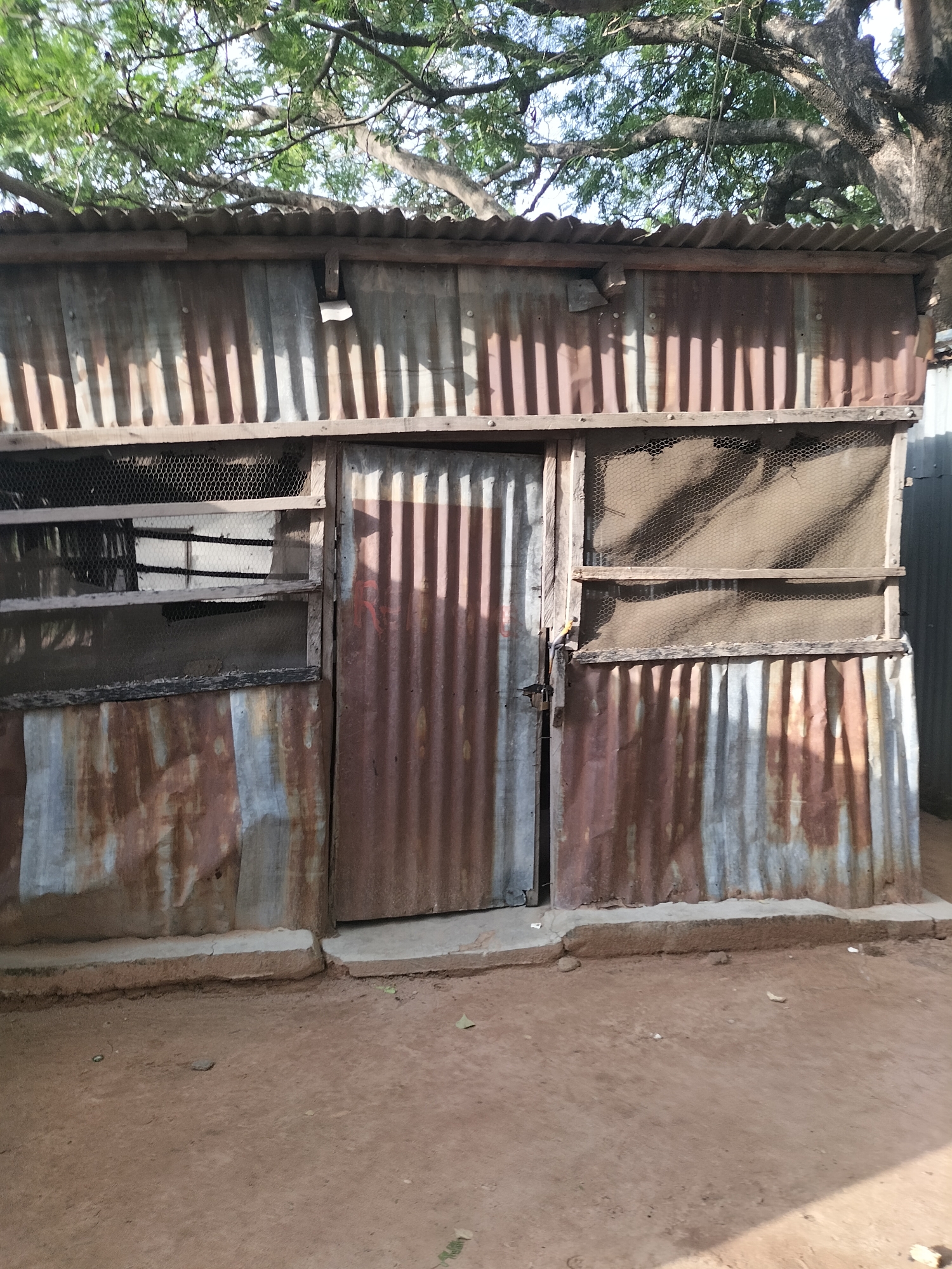 The image depicts a rustic, corrugated metal structure situated in Jalingo, Nigeria. The structure appears to be a small shop or shelter, constructed from weathered and rusted sheets of metal. It has a single, centrally located door, also made of corrugated metal. To the left of the door, there is a window with wooden frames and wire mesh. The roof is also made of corrugated metal, and appears slightly uneven. The structure is elevated on a concrete base, which is partly covered by loose soil and small rocks. The ground in front of the structure is dirt. Overhead, tree branches with green leaves are visible, suggesting the presence of vegetation. The overall impression is of a simple, functional structure in an outdoor setting, likely in a less developed area of Jalingo. No people are visible in the image.