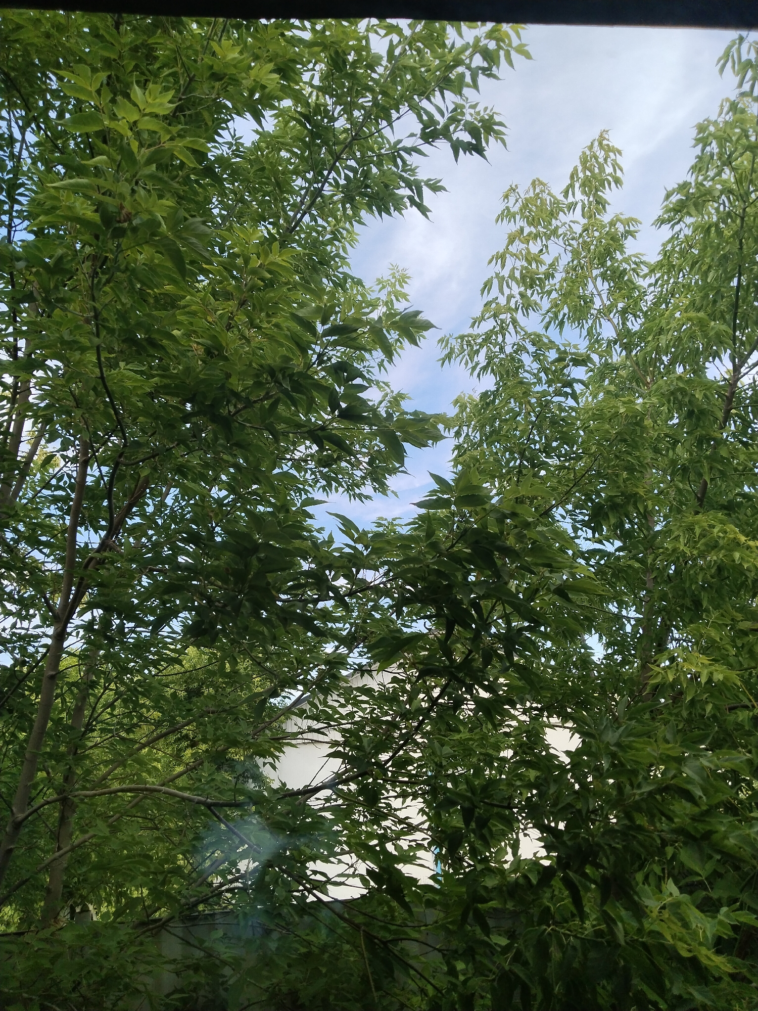 The image shows a view looking up through the canopy of a dense, leafy green trees with slender brown branches. The sky, a pale blue with scattered wisps of white clouds, is visible through the foliage. In the background, partially obscured by leaves, a white structure with blue trim is visible, suggesting an outdoor residential or commercial area. The overall impression is a natural setting within a built environment, possibly a backyard or park area in the city of Nuresil, Kazakhstan. There are no people or animals visible in the image, and no discernible actions are taking place beyond the gentle movement of leaves.