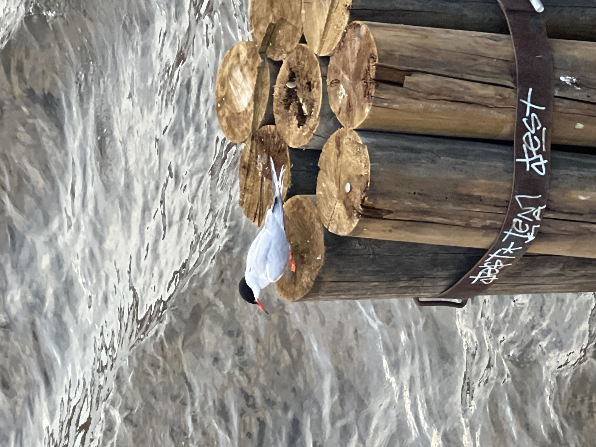 A tern with a black cap and red beak is perched upside down on a wooden structure over rippling water. The wooden structure appears to be made of logs, some of which are cut into circular shapes. A dark strap with white graffiti is attached to the logs. The graffiti contains the text "ATEST" and "EN LIVE." The water's surface is highly reflective, suggesting it might be a sunny day. The overall scene is one of nature and possibly urban elements, given the graffiti. The tern's pose and the water's movement create a dynamic and somewhat unusual image. The location is Saint Petersburg, Russia.