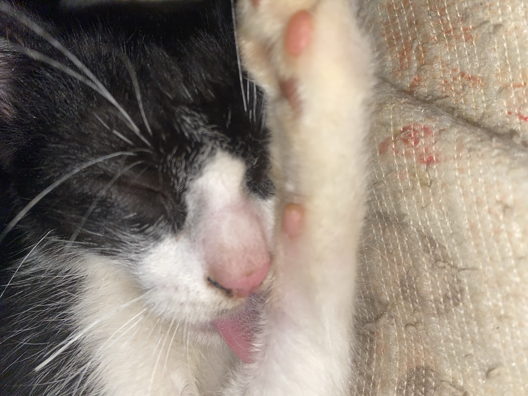 The image, taken in Tinaquillo, Venezuela, captures a close-up of a black and white cat sound asleep. The feline subject is lying on its side, with its eyes closed in a peaceful slumber. Its right front paw is gently resting over part of its face, revealing soft white fur and delicate pink toe beans. A small portion of the cat's pink tongue is visible, slightly protruding from its mouth, adding to the relaxed and endearing scene.
The cat's fur is primarily black around its head and ears, contrasting with a patch of white fur on its muzzle, chin, and chest. Long, white whiskers extend from its snout. The background features a light-colored, textured fabric, likely a blanket or soft surface, which appears to have some reddish-brown discolored areas or patterns. The lighting in the image is dim, suggesting it might be nighttime or a softly lit indoor environment. The overall mood conveyed is one of tranquility and comfort. There is no visible text in the image.