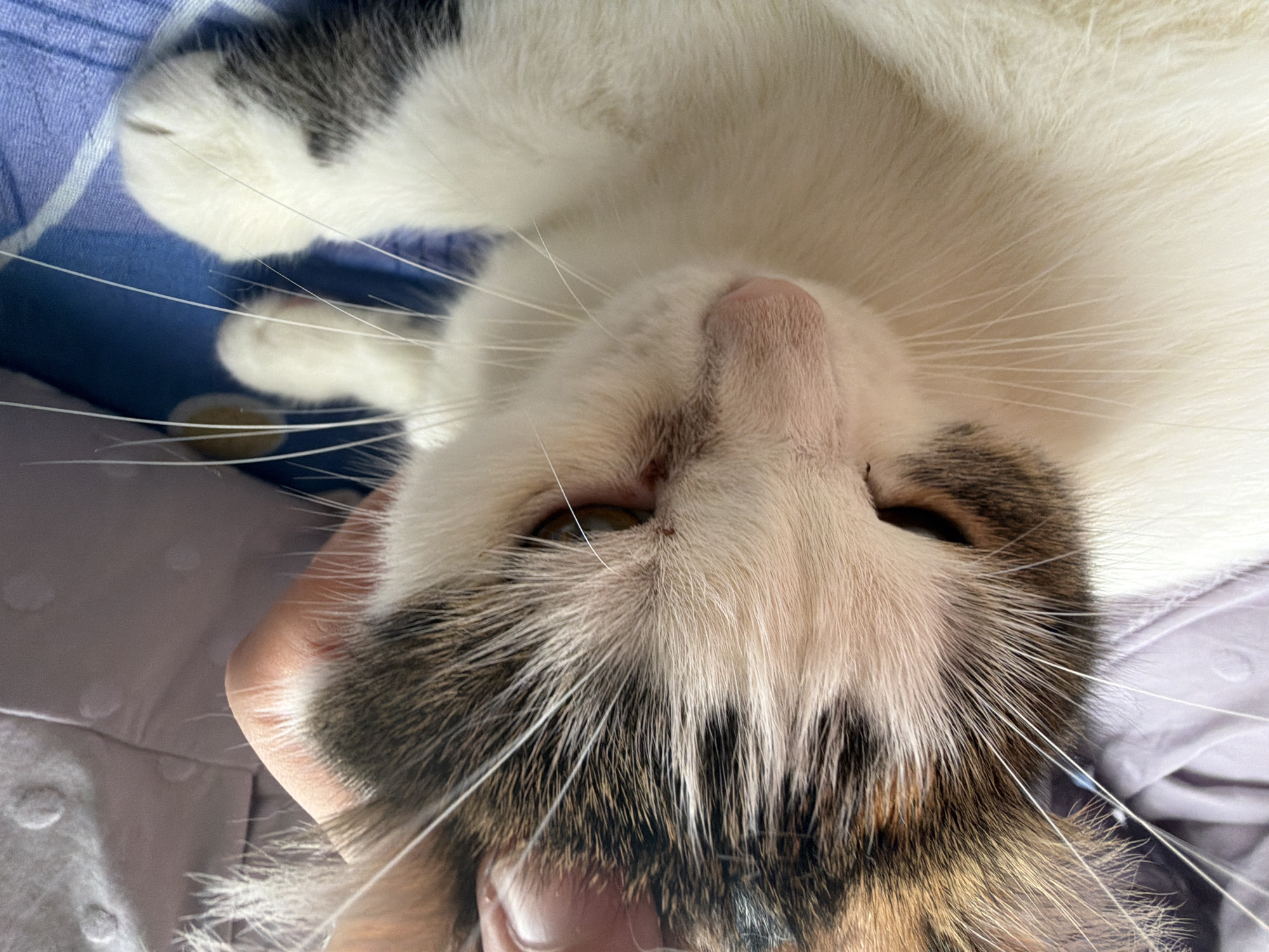 A close-up, eye-level, indoor shot shows a calico cat with white, brown, and black fur. The cat's head is the primary focus, with its eyes looking down and to the left. One eye is visible and appears to be a light brown or amber color. The cat's nose is a light pink, and its whiskers are prominent and white. A human hand, with visible skin texture and nails, is gently touching the cat's head near its ear. The background is soft and out of focus, showing hints of a purple or lavender fabric and a blue surface with a white pattern, possibly a bed or couch. The lighting is soft and natural. The image appears to be taken in a home environment in Колычёво, Russia, though no specific city landmarks are visible.
