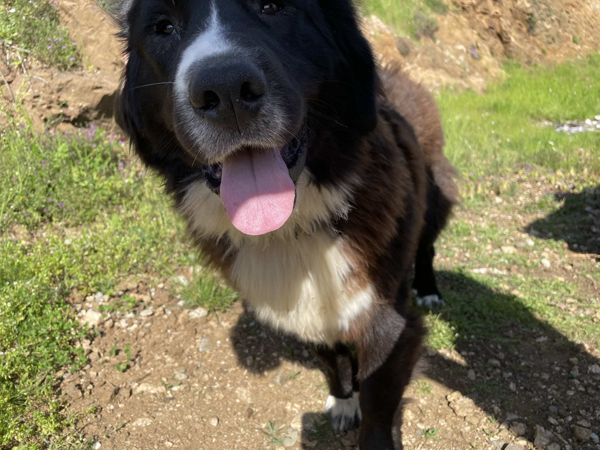The image presents a close-up, low-angle portrait of a friendly dog in an outdoor setting in Zlatograd, Bulgaria. The dog, appearing to be a medium to large breed, features a multi-colored coat, predominantly black on its head and upper body, with a prominent white blaze running down its snout and across its chest. Patches of brown or tan fur are visible on its sides and lower body. Its dark eyes gaze directly at the camera, giving an impression of curiosity and warmth.
The dog's pink tongue is visibly extended as it pants, suggesting activity or warmth on a bright day. Distinct shadows are cast on the ground from the dog and other elements, confirming clear, sunny weather. The background shows a natural landscape: sparse green grass, dirt, and small rocks in the immediate foreground, transitioning to more verdant growth and a rocky, earthy hillside in the distance. The scene evokes a cheerful moment with a pet enjoying the outdoors. No human subjects or text are visible.
