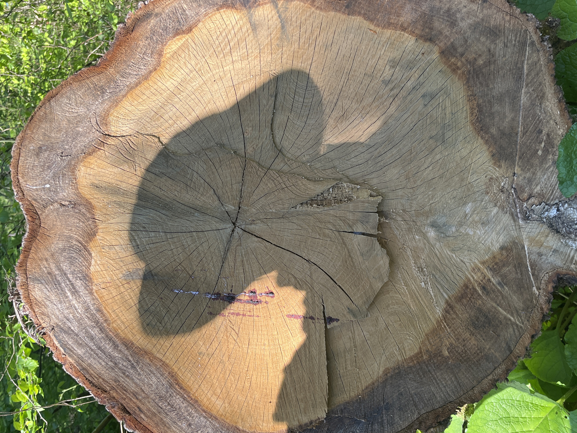 A high-angle, outdoor shot reveals the freshly-cut stump of a tree, positioned amidst vegetation. The stump's circular surface prominently displays concentric growth rings, with varying shades of brown indicating different stages of the tree's life. A shadow obscures a large portion of the stump's surface. A small amount of pink liquid is smeared at the bottom of the stump. The location is Unknown, Unknown.