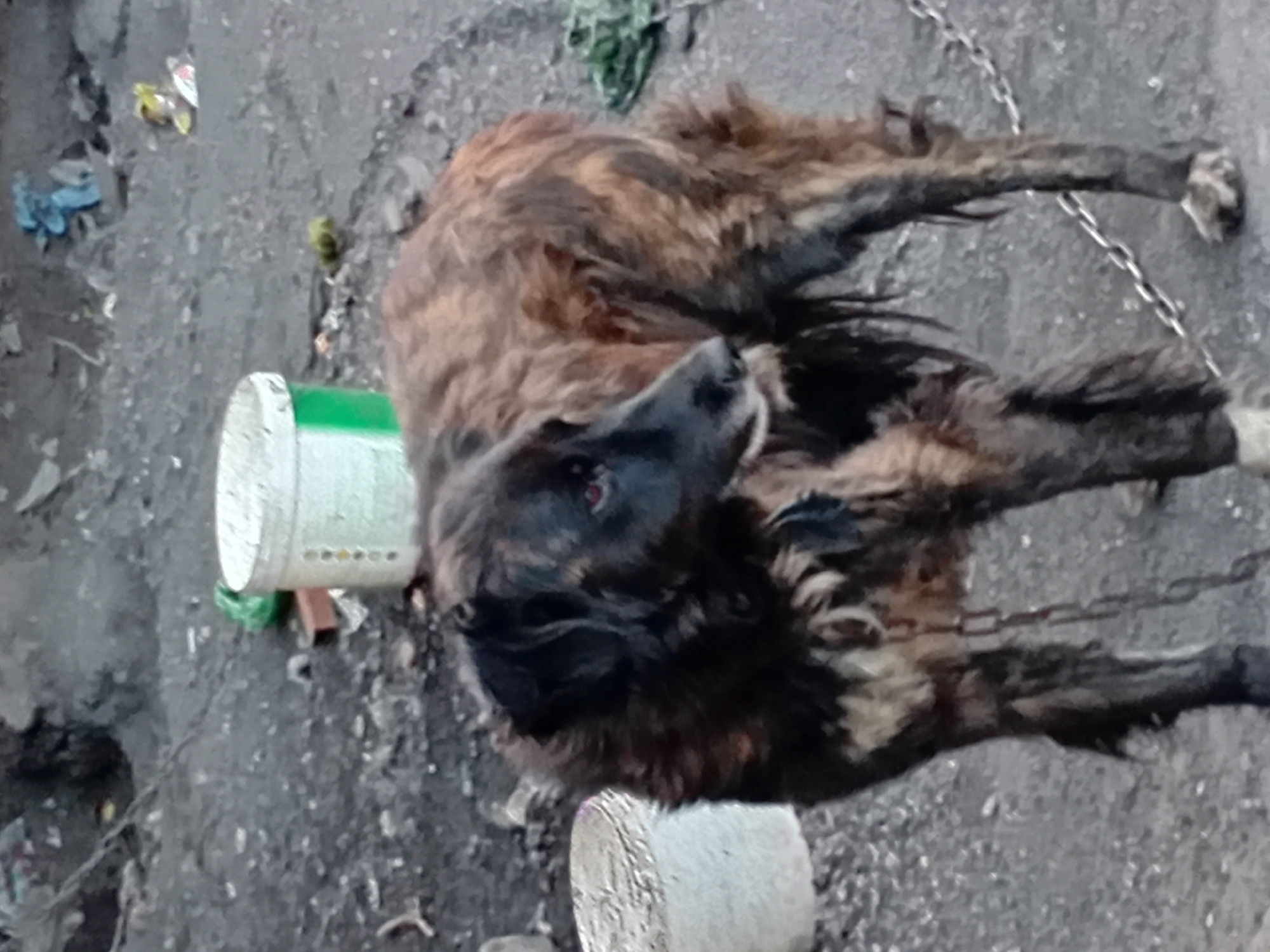 The image shows a medium-sized dog with brindle fur, standing on a dirt and gravel surface. The dog is wearing a metal chain collar and leash. In the background, there are several white and green buckets, along with scattered debris, suggesting an outdoor, possibly urban or industrial, environment. The scene appears to be in Semey, Kazakhstan. The lighting is somewhat dim, and the overall impression is one of neglect or poverty. The dog's fur is matted and dirty, and its stance suggests it may be chained in place.
