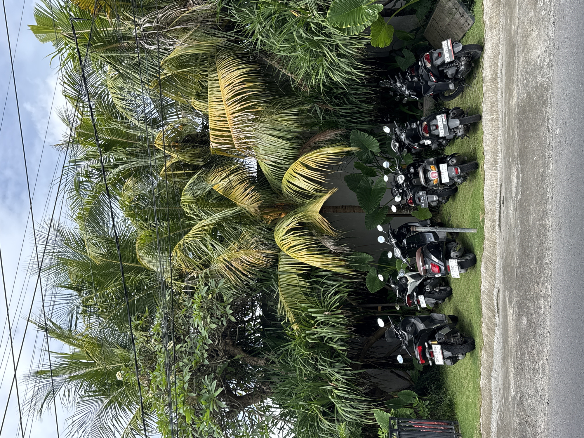 The image depicts a row of motorcycles parked on a grassy strip beside a paved road. Lush tropical foliage, including palm trees and various plants, dominates the scene. Overhead electrical wires crisscross the sky among the palm fronds. The license plates of the motorcycles are visible, showing various codes, including "DK," which indicates the vehicles are registered in Bali. One license plate reads "DK 5185 FDW C6-30" and another reads "AA 3392, SC." Other plates read "DK 2874 ADX," "2776 BUL," and "DK 3498 FCL."
Based on the license plate prefixes and the tropical environment, the location is likely in Bali, specifically in North Kuta, Indonesia.