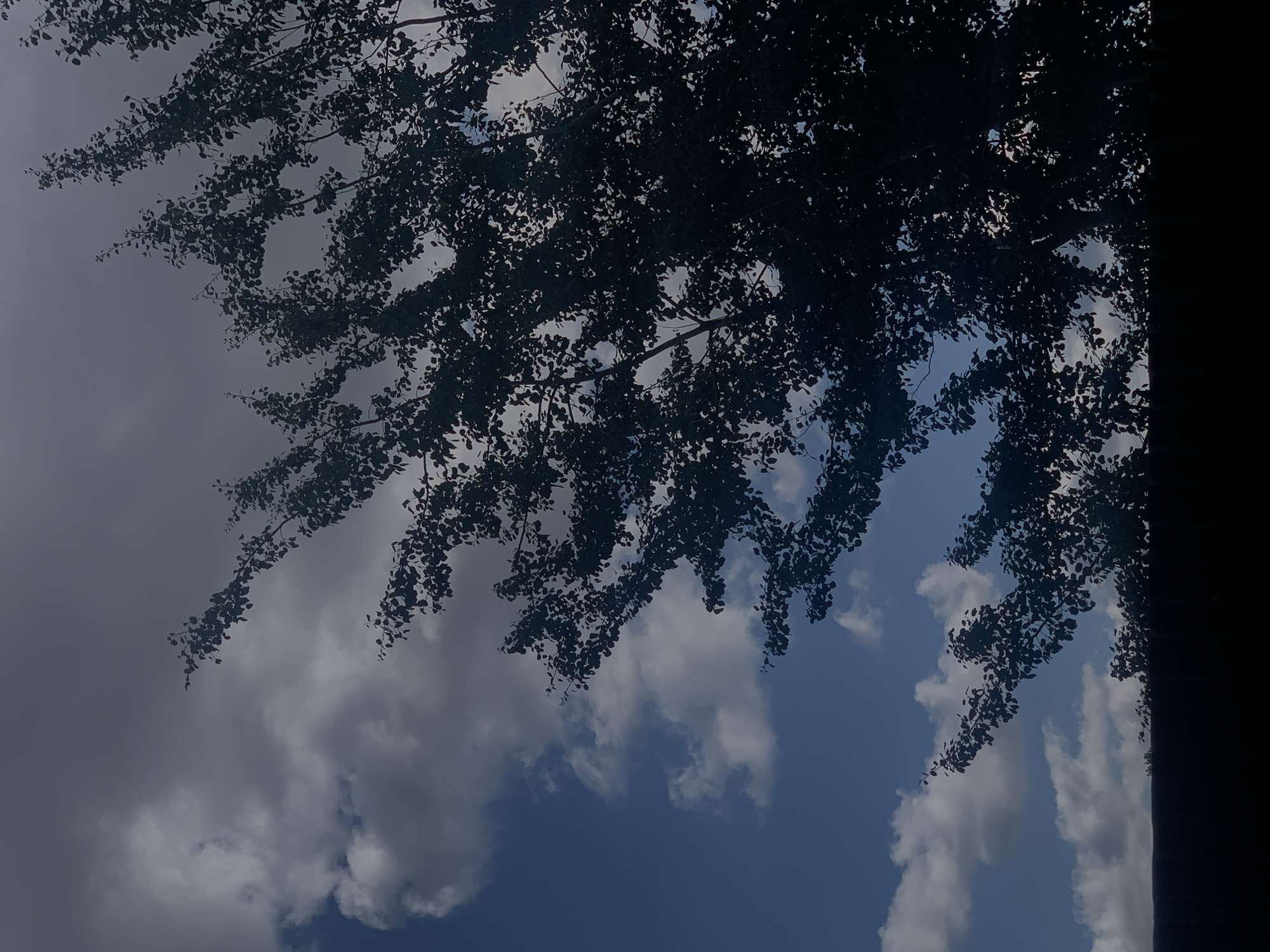 A silhouetted tree with dark foliage branches out across the upper right portion of the image, against a dark blue sky dotted with white clouds. The tree is viewed from below, with its branches obscuring some of the sky. The bottom of the image is filled by a dark, indistinct area that appears to be a roof or wall. The scene is consistent with an outdoor environment in Minsk, Belarus, during daylight hours.