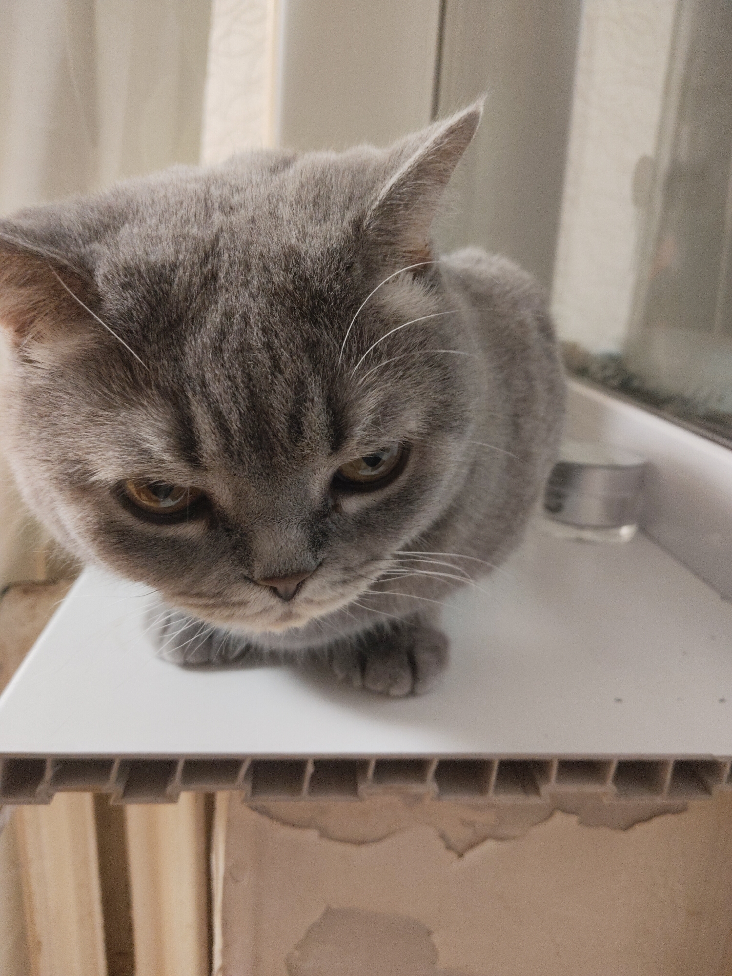 A gray cat sits on a white, corrugated surface. The cat's eyes are amber. A window with partially drawn curtains is behind the cat. An unknown object sits on the window sill. The location is Unknown, Unknown.