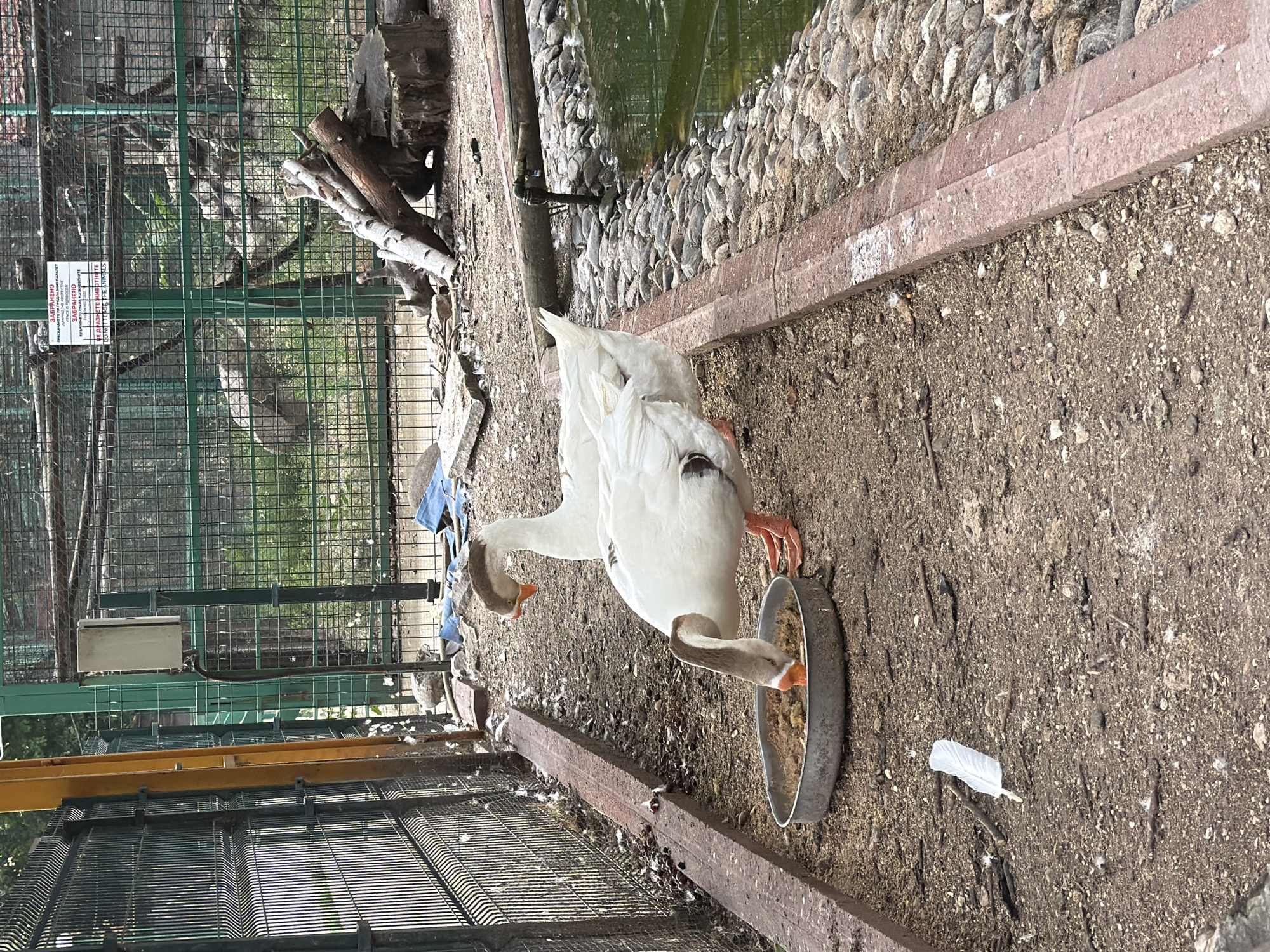 Two white geese with brown markings on their heads are standing in an enclosure. One goose is eating from a shallow metal bowl filled with brown feed. The other goose stands behind it, looking to the side. The enclosure has a dirt floor with scattered feathers and small twigs. A concrete border runs along the edge of the enclosure, separating it from a rocky area and a green pond. A metal fence encloses the area, with a yellow metal pole visible on the left. In the background, a larger enclosure with a green metal fence contains a sign with text in what appears to be Bulgarian. The scene is consistent with an animal enclosure in a zoo or park.