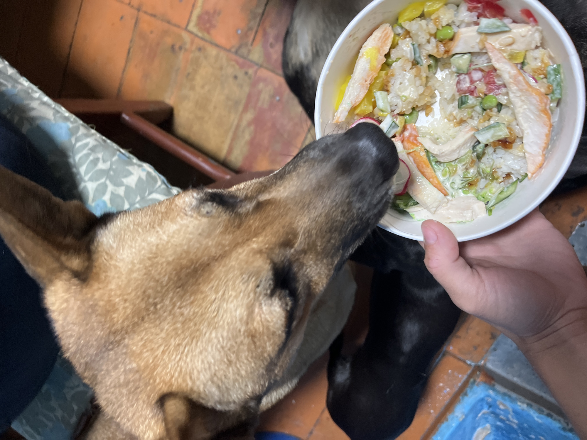 A close-up shot shows a dog's head reaching into a bowl of food being held by a person's hand. The dog has tan fur and dark ears. The bowl contains rice, chopped vegetables, and what appears to be imitation crab meat. In the background, another dog is visible, as well as parts of a chair and a tiled floor. The location of Nizhny Tagil, Russia is not discernible from the image.