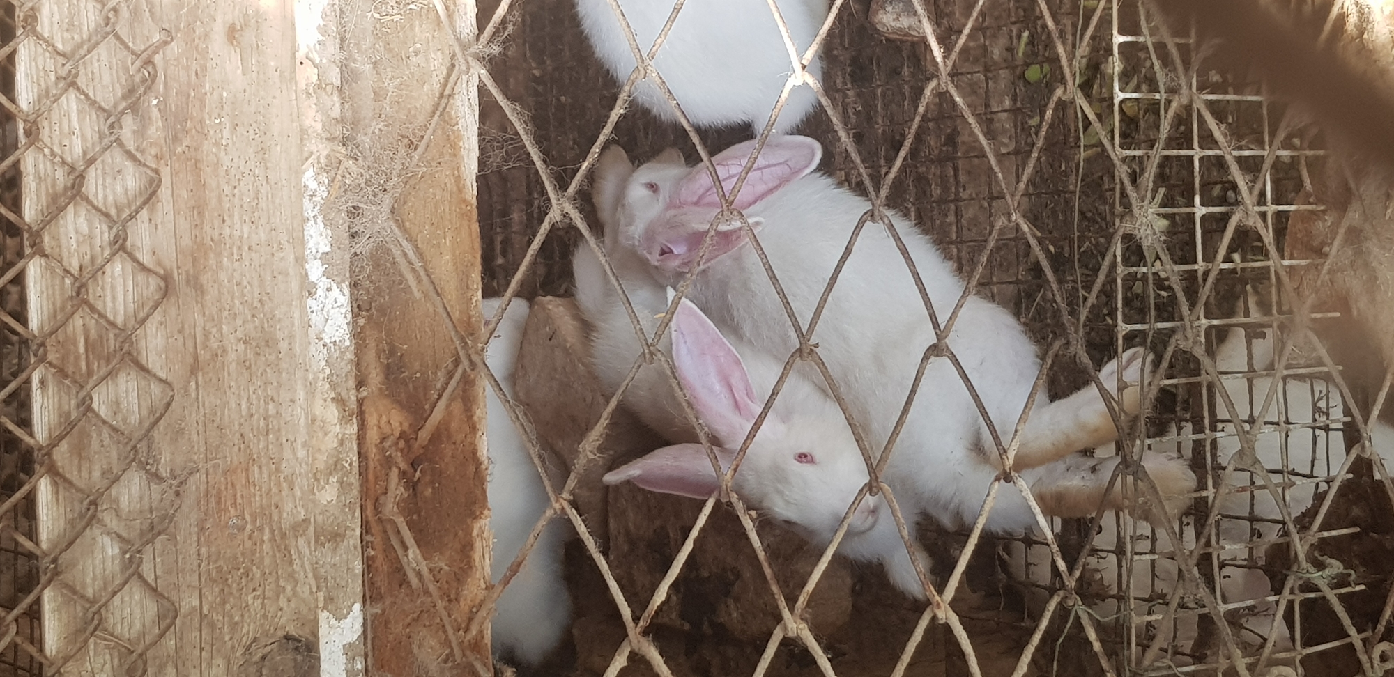 Two white rabbits with pink eyes and ears are visible in a cage with a wire mesh front. One rabbit is facing left, its head and ears visible. The other rabbit is behind it, its head partially obscured. The cage appears to be made of wood and wire and contains nesting material. The background is blurry, but suggests an outdoor or rural setting.