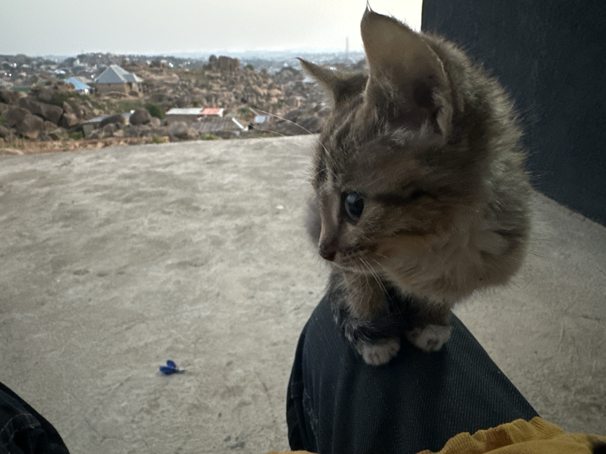 A close-up shot shows a small, grey tabby kitten perched on a person's leg. The kitten is the focal point, its fur appearing soft and fluffy. The person's leg is clad in dark denim, with a hint of yellow fabric at the bottom. The background offers a wider view of Jos, Nigeria. The cityscape is partially obscured by scattered rock formations. Buildings can be seen amongst the rocks and in the distance. The area appears somewhat arid, with a concrete surface visible beneath the kitten and person's leg. A small, blue object lies on the concrete surface in the lower left quadrant of the shot. The sky is overcast, lending a muted tone to the overall scene.