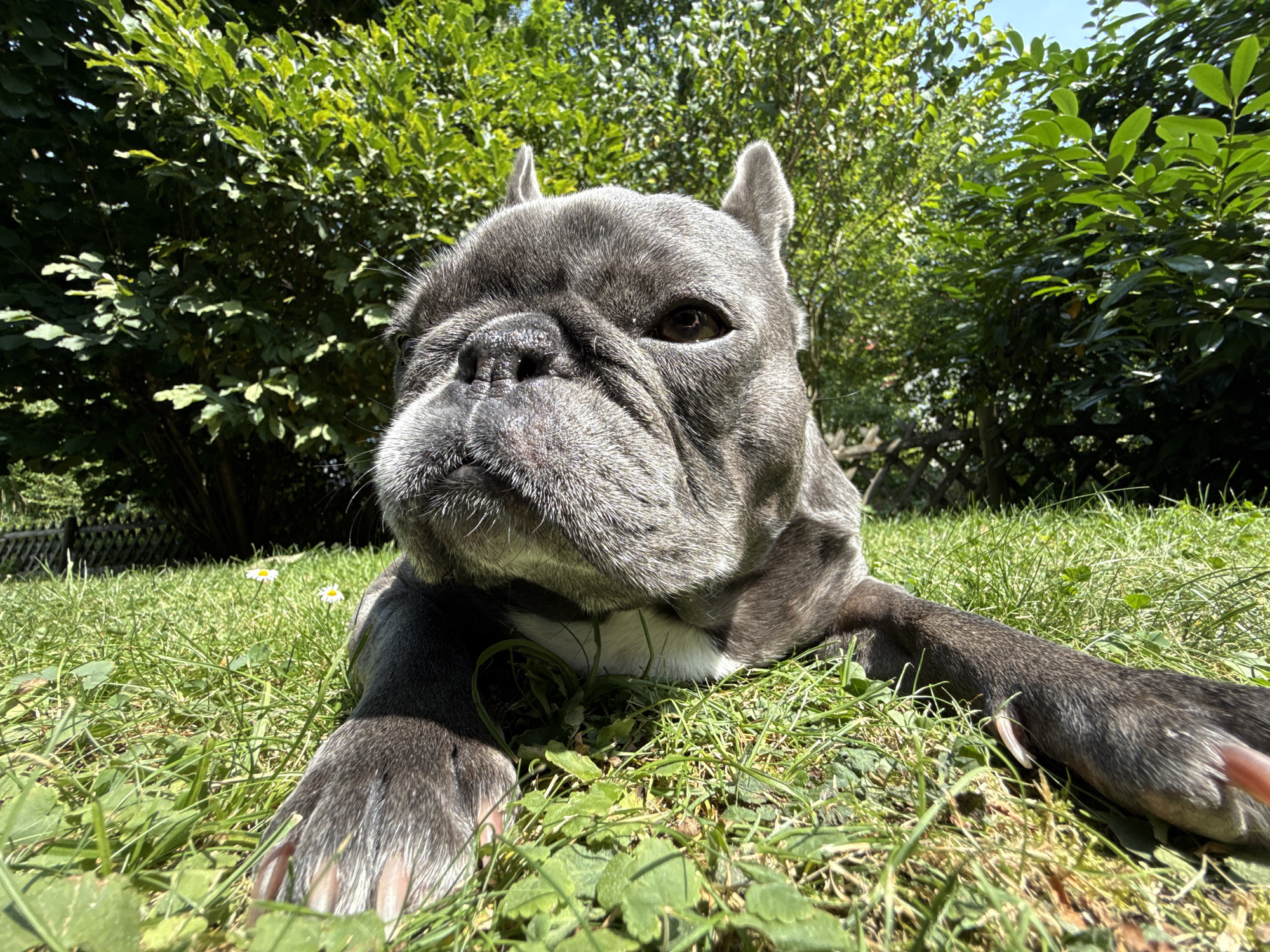 A gray French bulldog is lying on its belly in the grass, its head facing the camera. The dog's eyes are open and its ears are perked up. The background consists of lush green trees and a clear blue sky. The image is taken from a low angle, giving the viewer a worm's-eye view of the dog. The scene appears to be in a garden or park, possibly in Bad Sachsa, Germany, given the lush vegetation and clear skies.