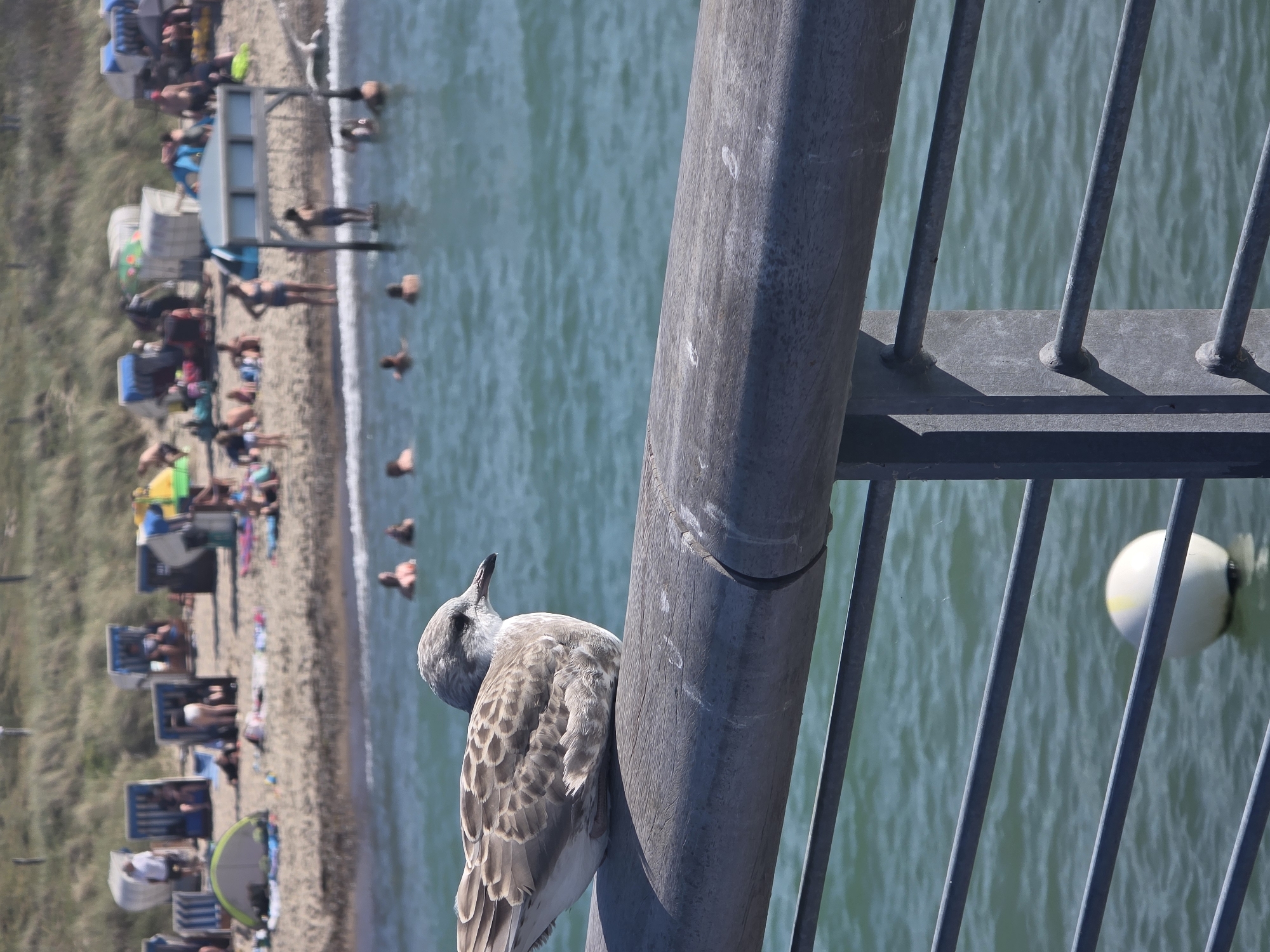 A close-up shot shows a seagull perched on a wooden railing, with the Baltic Sea and a beach in the background. The beach is crowded with people relaxing on chairs and tents. The water is a vibrant blue, and the sky is clear and sunny. The image appears to have been taken in Wangels, Germany, a coastal town known for its beaches and vacation spots. The focus is on the seagull, which is detailed and sharp, while the background is slightly blurred, creating a sense of depth.