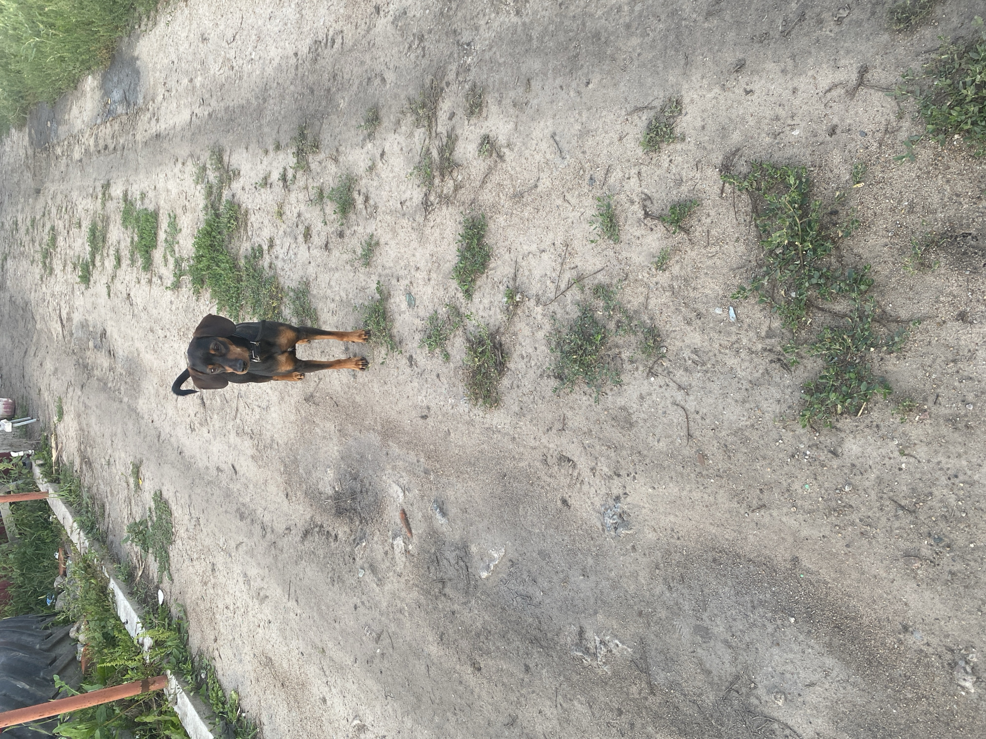 The image shows a dirt road with a small, dark-colored dog standing in the center, facing forward. The dog has a black body with tan markings on its legs and face. It appears to be wearing a black collar. The road is unpaved and appears to be a rural or semi-rural location, possibly in or near the city of Verkhny Karbush, Russia, judging by the surrounding vegetation and general appearance. There is patchy green grass and some debris scattered along the sides of the road. The background shows more greenery and what appears to be some sort of fence or structure. The lighting suggests it is daytime.