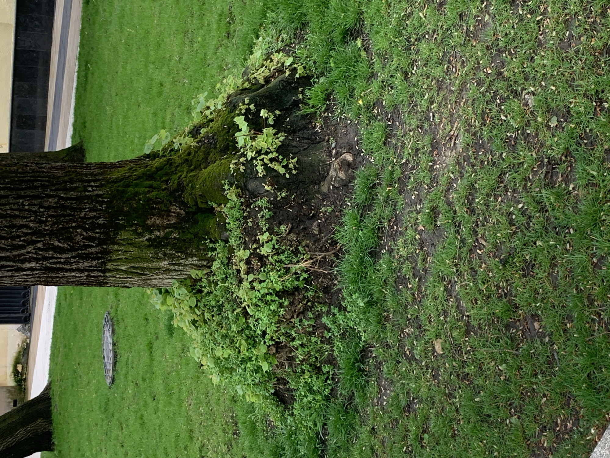 The image shows the base of a large tree with moss and foliage growing around it, situated on a grassy area. The grass is patchy with visible soil and scattered leaves or debris. The location appears to be an urban park or landscaped area near a building with a dark-colored facade, as indicated by the window reflections and architectural elements visible. An elongated metal grate is present in the grass near the base of the tree. There are no people visible in the frame. The image does not show any specific information to definitively identify the location as Stavropol, Russia, although the environmental features and architectural elements are consistent with a European urban setting.