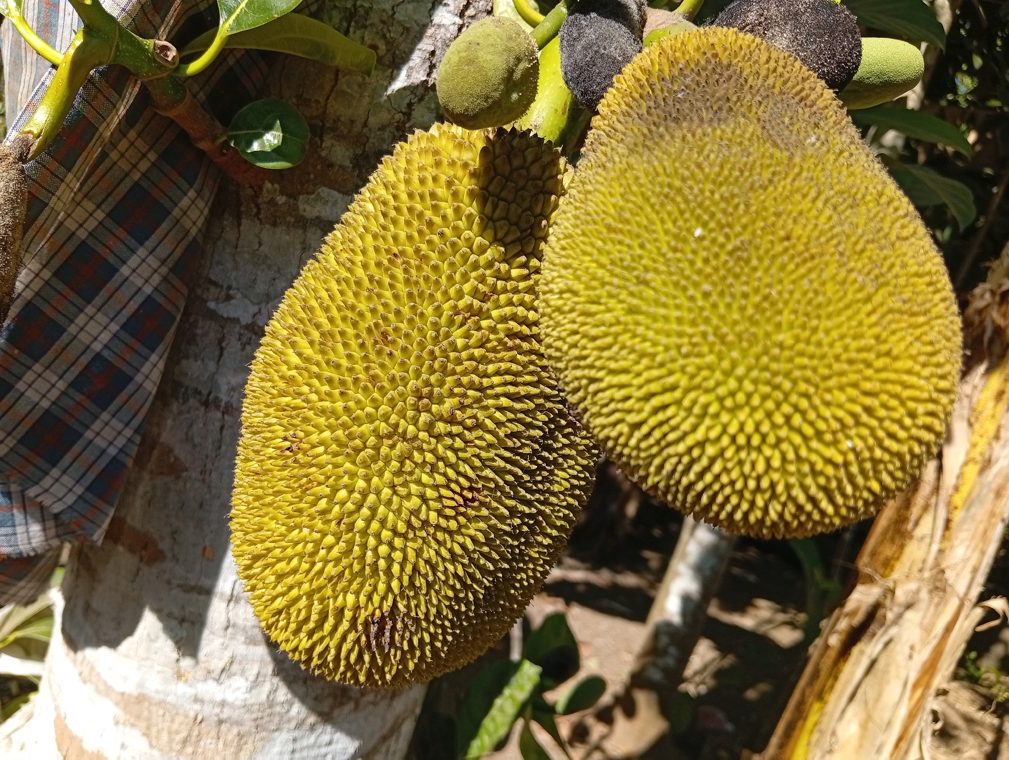 In Miritpetikusan, Indonesia, two large, ripe jackfruits are prominently displayed on a tree. The jackfruits, with their distinctive spiky exteriors and vibrant yellow-green hue, dominate the frame. A fragment of a person's arm, covered by a checkered cloth, is visible to the left of the image, suggesting human interaction with the tree. The textured bark of the tree and a few green leaves provide a natural backdrop, while the dappled sunlight creates a play of light and shadow on the fruits and the tree trunk. The scene is captured outdoors, likely in a tropical environment, with the jackfruits appearing to be in various stages of growth.