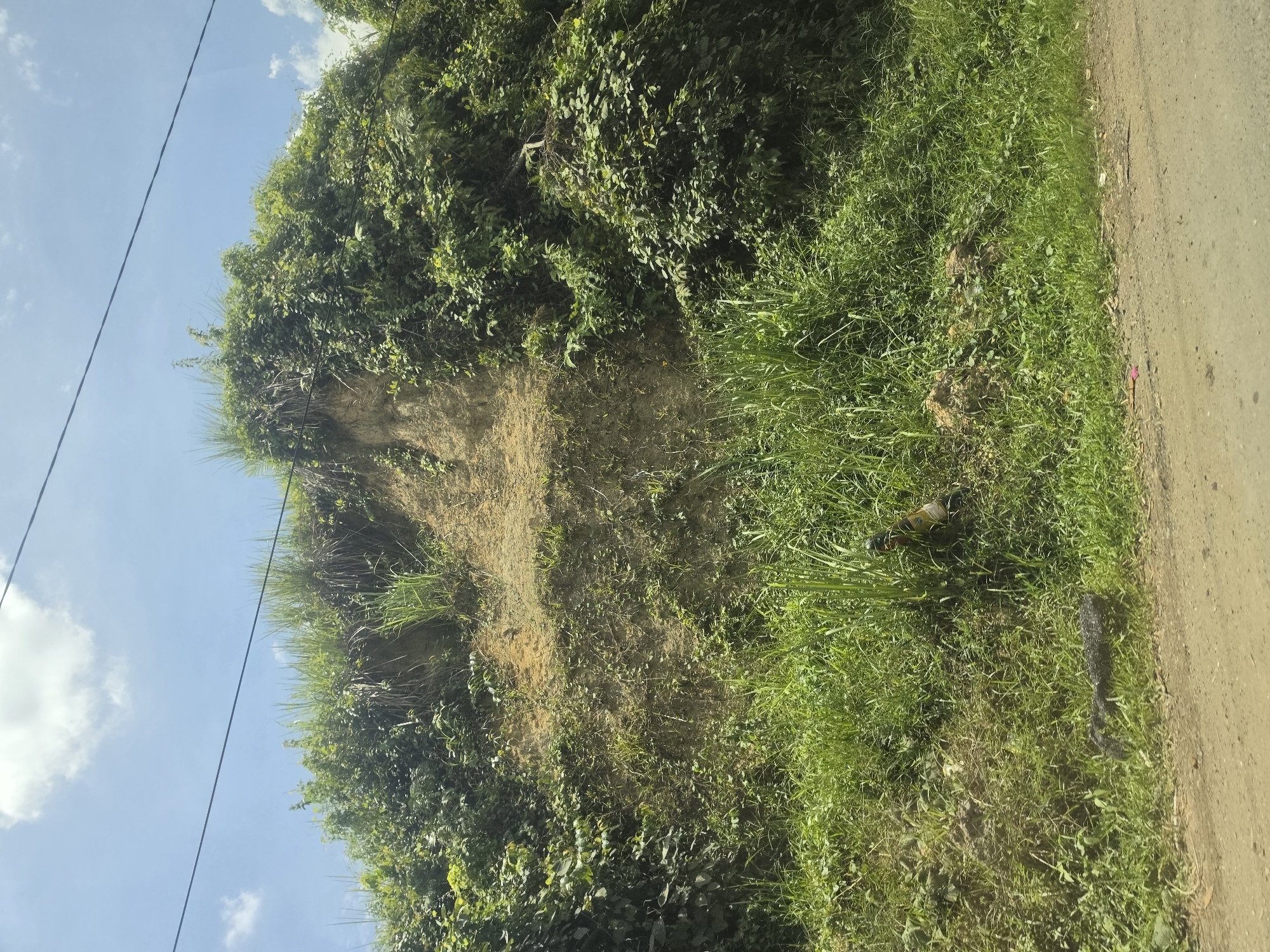The image shows an eroded embankment covered in vegetation next to a paved road. The embankment is layered with exposed soil and is heavily overgrown with grass, vines, and bushes. A power line runs across the upper left portion of the image against a blue sky with scattered clouds. A discarded bottle and black object lies in the grass at the edge of the road. The location is Seumadam, Indonesia.