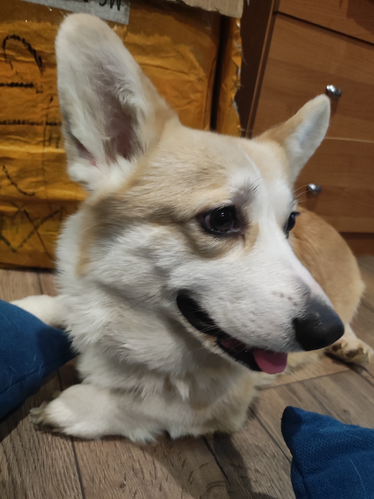A medium shot captures a corgi lying on a wood-laminate floor, tongue slightly protruding from its mouth. Its fur is a mix of white and tan. Adjacent to the corgi are two dark-blue, possibly fabric, objects. Behind the dog is an indistinct mustard-yellow surface, as well as brown wooden drawers with chrome handles. There's no indication of this image being from the city of Votkinsk, Russia.