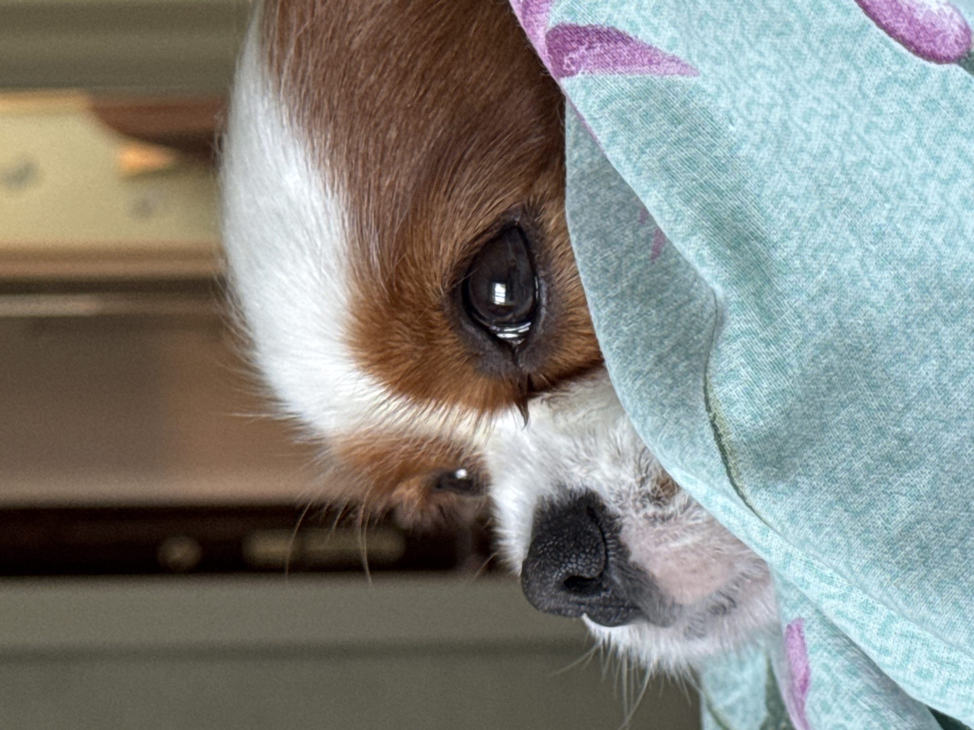 A close-up shot shows a Cavalier King Charles Spaniel peeking out from under a light blue and pink floral patterned blanket. The dog's head is mostly submerged, with only its eyes, nose, and forehead visible. The dog has brown and white fur. The background is blurred, suggesting an indoor setting. The lighting is soft and diffused.