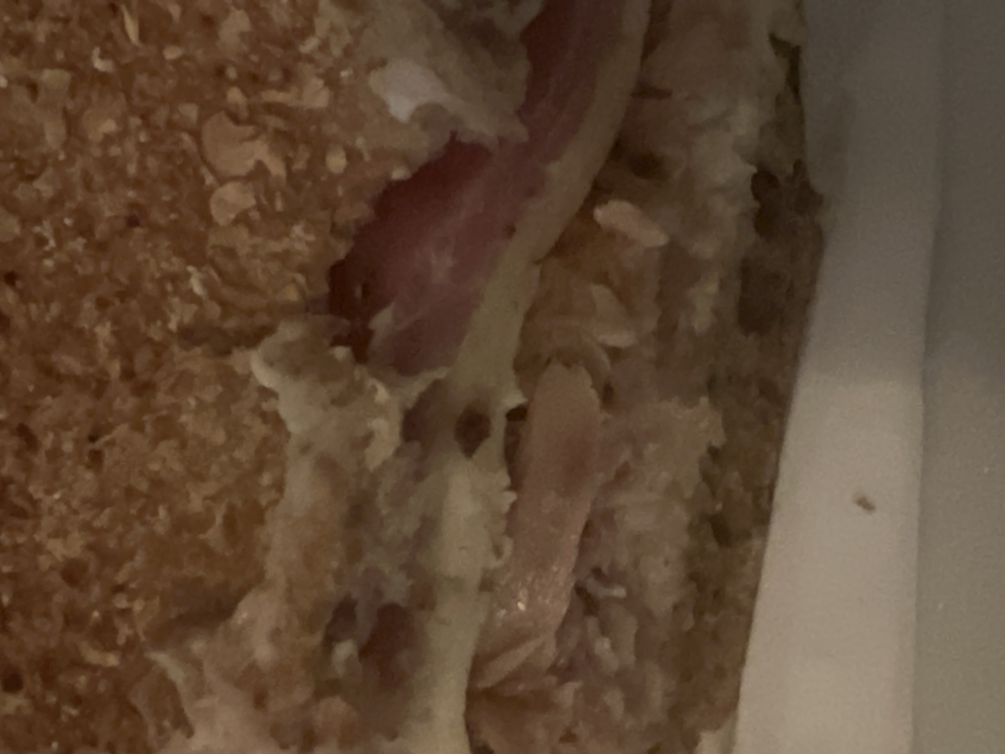The image shows a close-up view of a sandwich with layers of bread, meat, and possibly cheese or sauce. The bread appears to be whole wheat with a textured surface. The filling consists of thinly sliced, pinkish meat and a lighter colored substance, possibly mayonnaise or melted cheese. The sandwich is resting on a white surface, which could be a plate or a container. There are no visible signs of the city of Casablanca, Morocco, or any people or actions.