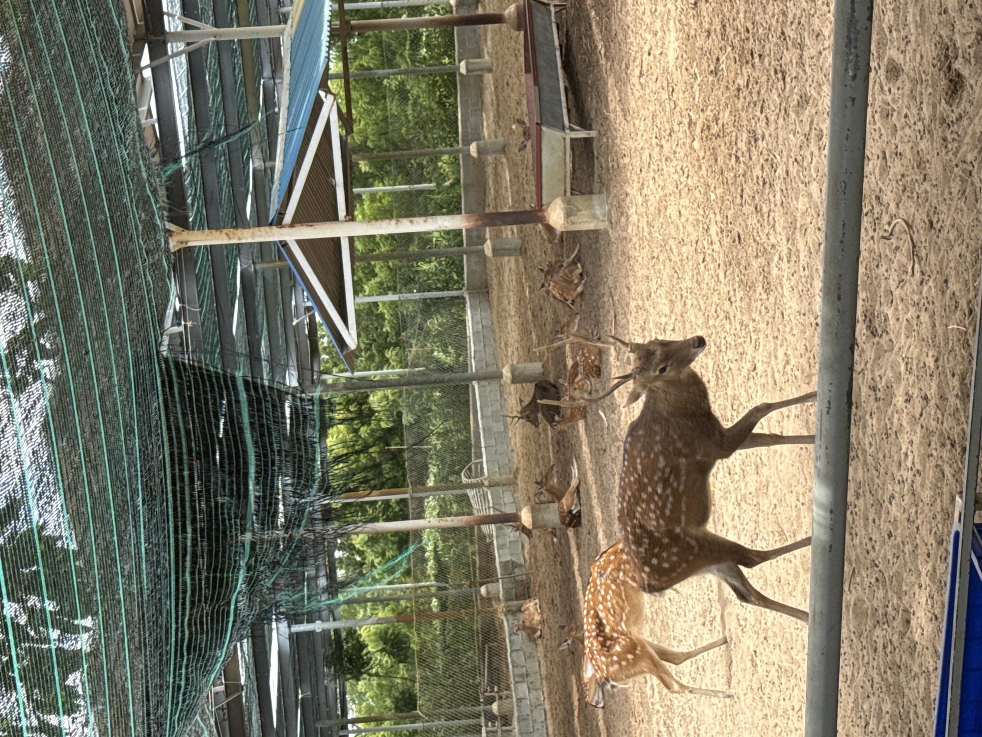 In Phước Hải, Vietnam, a pen houses several spotted deer within a fenced enclosure. The ground is covered in sand, and a shaded structure with a blue roof provides shelter. A green mesh canopy is suspended overhead, likely for sun protection. Deer are seen standing and resting in various locations within the pen, with one deer in the foreground walking towards the viewer. In the background, a chain-link fence encloses the area, and lush green trees and foliage are visible beyond the fence.
