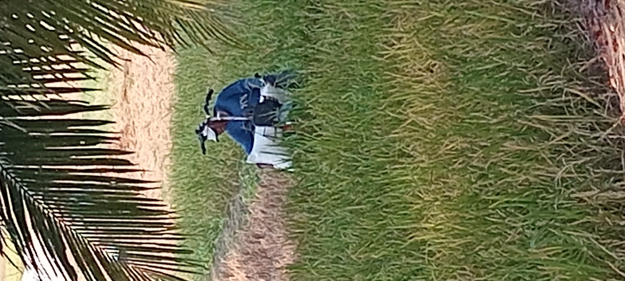A person wearing a blue jacket and a white hat is riding a motorbike through a grassy field. The person is partially obscured by a large white object in front of them. Palm fronds hang overhead, casting shadows on the scene. The location is Sindangwangi, Indonesia.