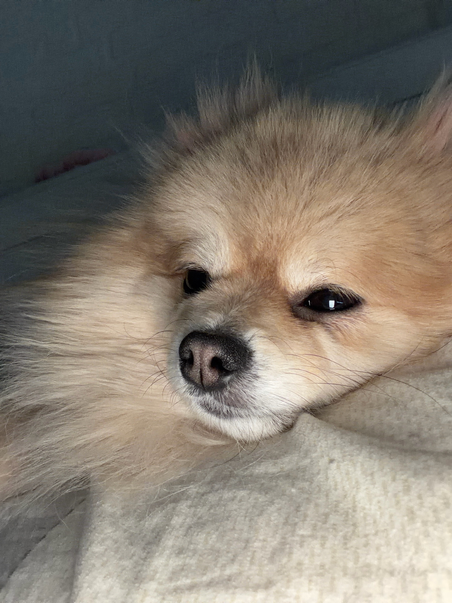 The image is a close-up shot of a light-colored Pomeranian dog lying down, possibly on a bed or sofa. The dog's head is the primary focus, with its fluffy fur and dark eyes visible. The background is out of focus and appears to be a plain surface, possibly a blanket or fabric. The lighting suggests an indoor setting, with shadows creating a soft, intimate atmosphere. There is no indication of the location being in Tbilisi, Georgia.