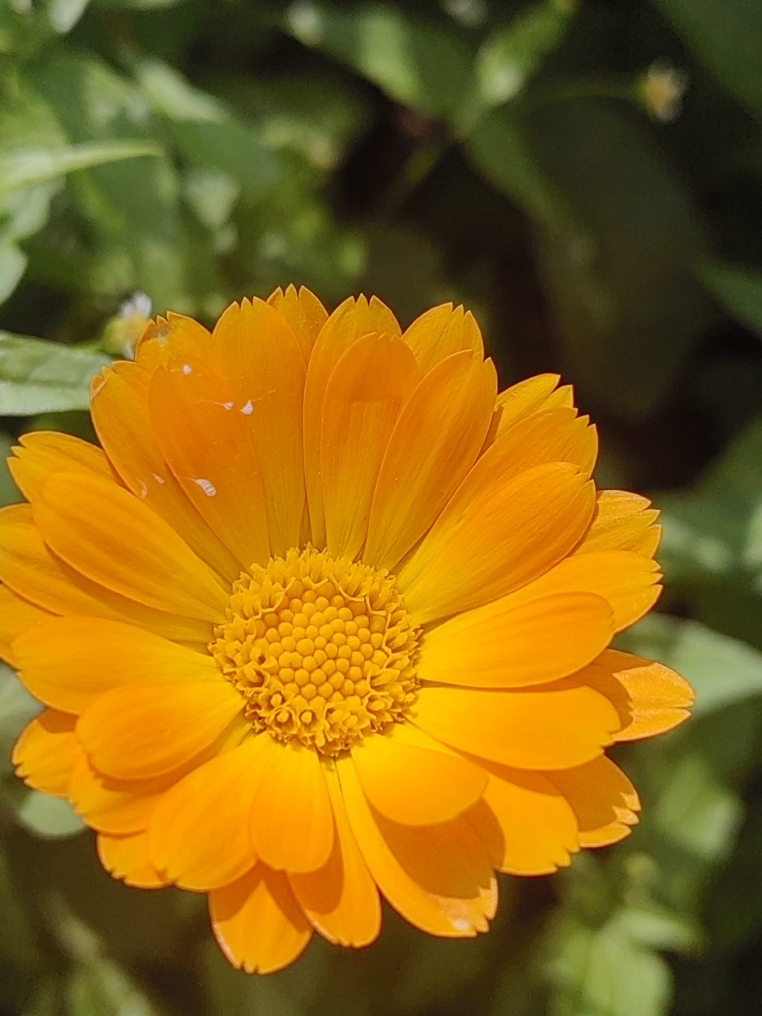 An extreme close-up, eye-level, outdoor shot captures a vibrant orange calendula flower with a blurred green background of foliage. The flower, positioned slightly off-center to the left, dominates the frame, its petals fanned outwards from a tightly packed, granular yellow center. The petals are a rich, saturated orange, with subtle variations in tone and texture. Some petals show slight imperfections, such as small white speckles that could be dew drops or pollen. The lighting suggests a bright, sunny day, casting soft shadows on the petals and highlighting their delicate curves. The background is a soft wash of greens and darker shadows, indicating the flower is part of a larger garden or natural setting. No specific location in Hrodna, Belarus, can be identified from the visual information provided. The image is devoid of any human presence or activity.