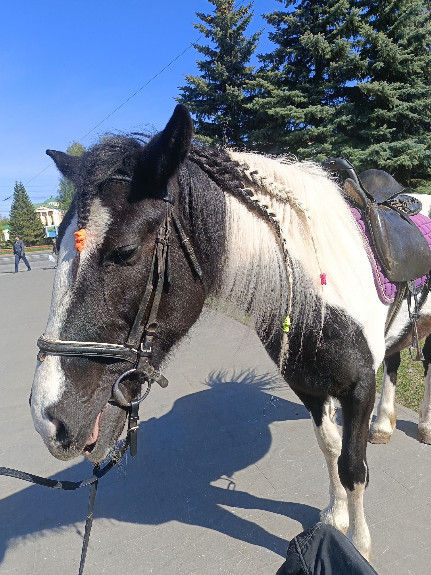 A black and white horse stands on a grey paved area in Izhevsk, Russia. The horse has a black leather bridle with metal hardware and decorative braids adorned with colorful ties in its mane. It is saddled with a black leather saddle and a quilted purple saddle pad. A black leash hangs from the bridle. In the background, a man walks on the sidewalk, and trees and a building with a green roof are visible. The sky is clear and blue.