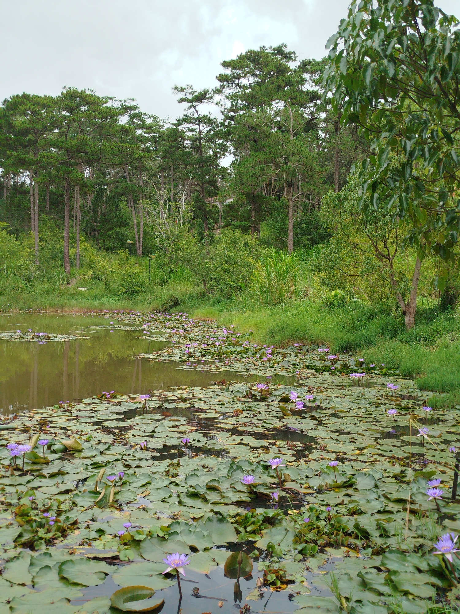 The image depicts a tranquil pond filled with water lilies, set against a backdrop of lush greenery and tall pine trees. The water is calm, reflecting the overcast sky and the surrounding vegetation. Numerous water lily pads cover the surface of the pond, dotted with delicate purple water lilies in various stages of bloom. The water lilies are the primary focus, with several prominent blooms scattered across the foreground and midground. Behind the pond, dense green foliage forms a natural border, leading up to a line of tall pine trees that dominate the upper portion of the scene. The overall atmosphere is serene and natural. The location is identified as the city of Lam Vien - Da Lat, Vietnam. There are no people or animals visible in the image.