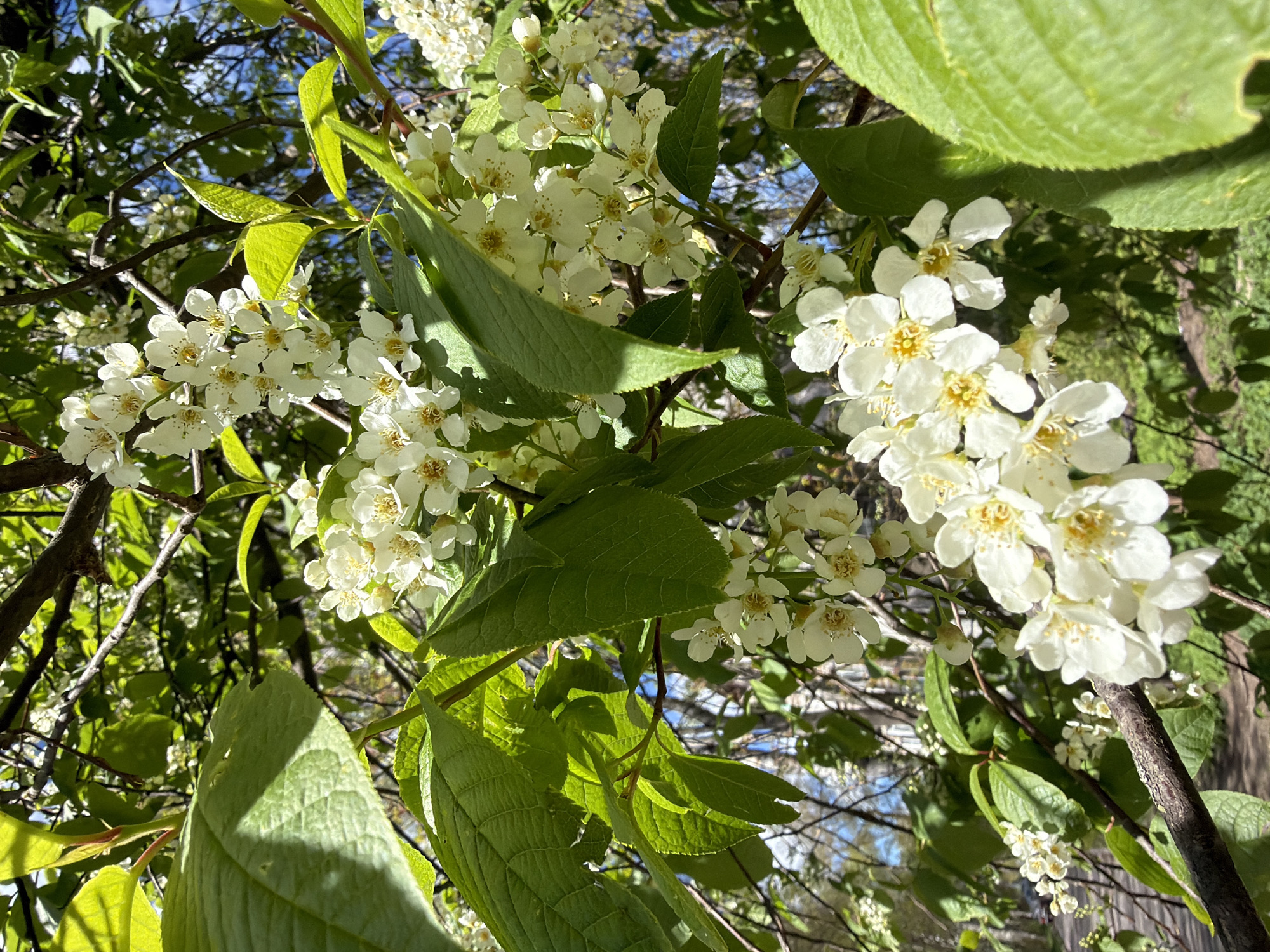 The image shows clusters of small, white, five-petaled flowers with yellow centers. The flowers are interspersed with green leaves of varying sizes. Some leaves are in sharp focus, revealing textured veins. Bare tree branches are visible in the background, with patches of blue sky peeking through the foliage. The lighting is bright, with strong shadows. The setting appears to be outdoors, potentially in a natural or landscaped area.
