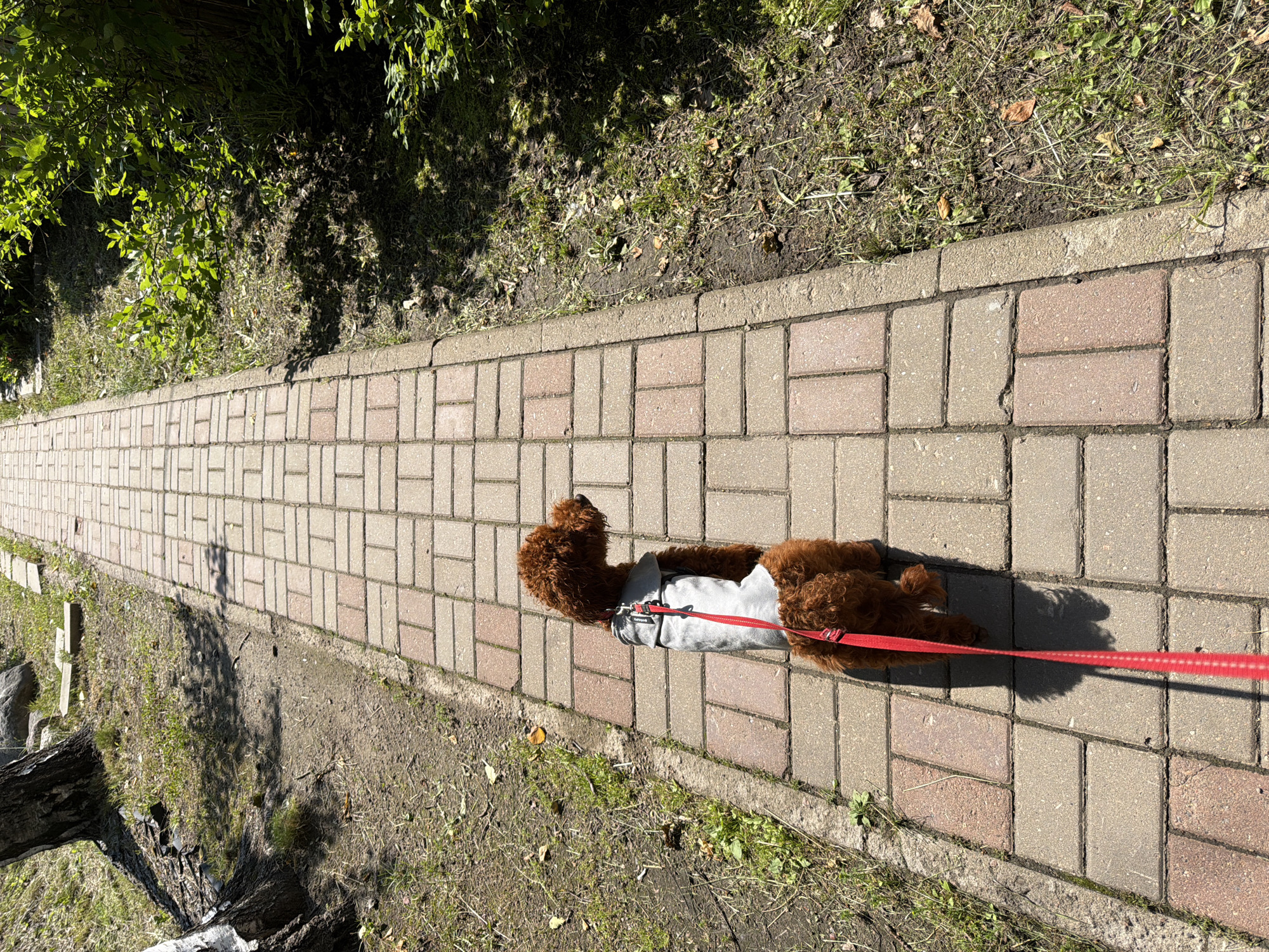 An overhead view captures a brown poodle, wearing a grey vest and a red leash, walking on a brick pathway. The poodle is positioned in the lower left quadrant of the image, facing right, with its leash extending diagonally downwards and to the left. The pathway is constructed of rectangular bricks in shades of red and grey, laid in a staggered pattern, and it stretches into the distance, lined by grassy areas on either side. The environment appears to be a park or a residential street in Lisy Nos, Russia, given the presence of trees, foliage, and sunlight casting shadows. The lighting suggests it is a sunny day.